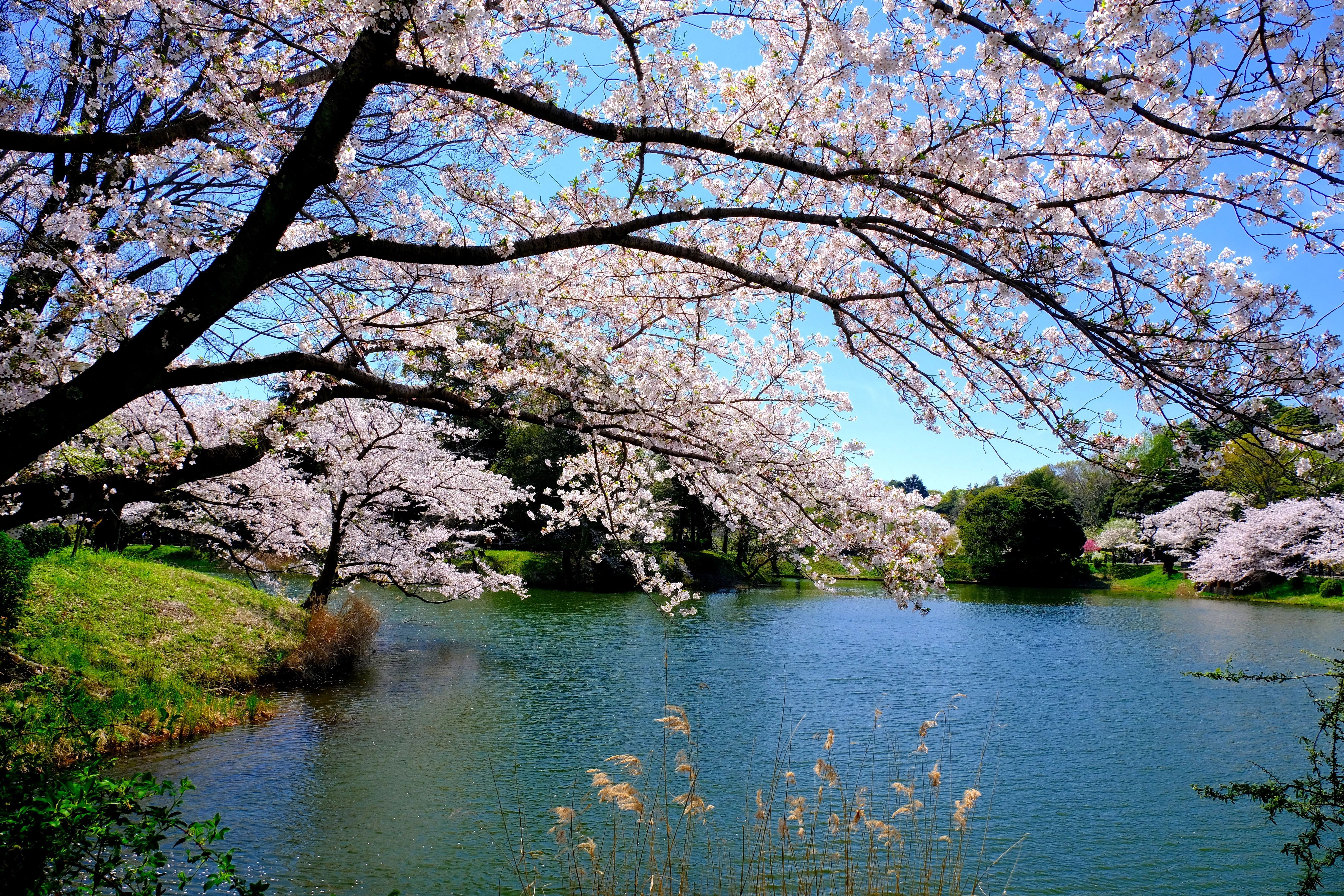 花池 桜で人気の神奈川県立三ツ池公園へ｜Heira.K