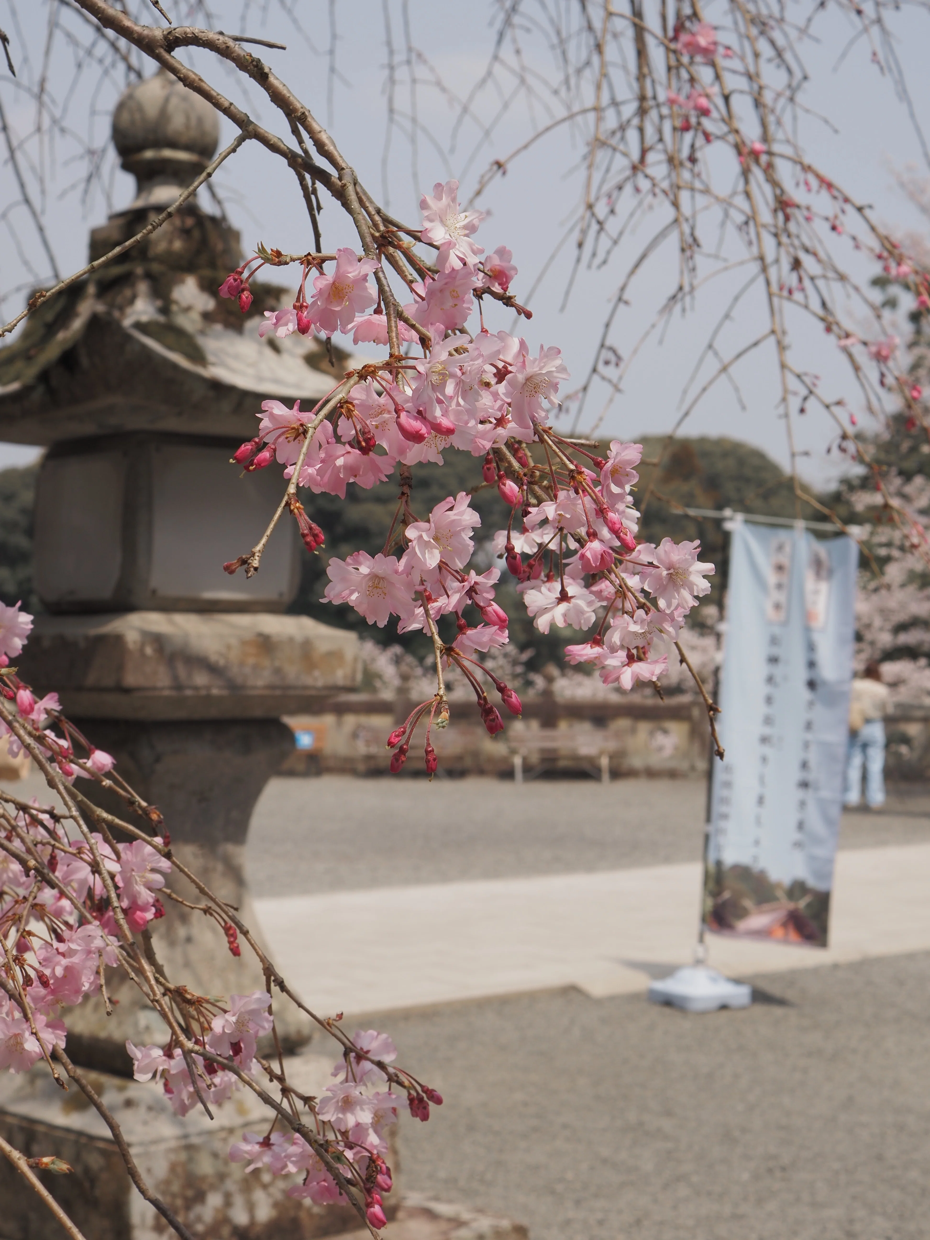 桜(4/3までお取り置き) 今年の桜の記録 ～花曇り、春の嵐、眠そうな空～｜真月