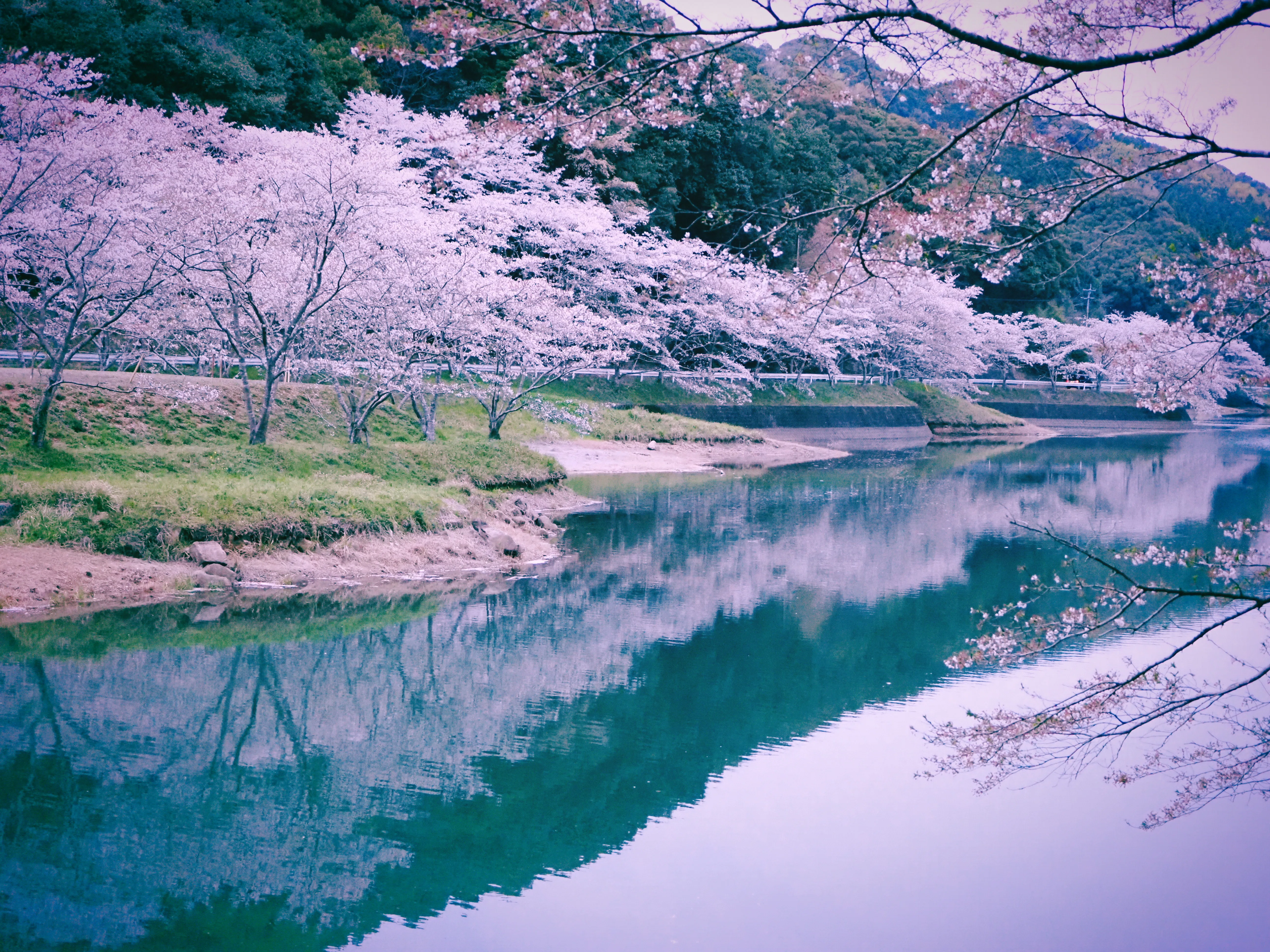 今年の桜の記録 ～花曇り、春の嵐、眠そうな空～｜真月