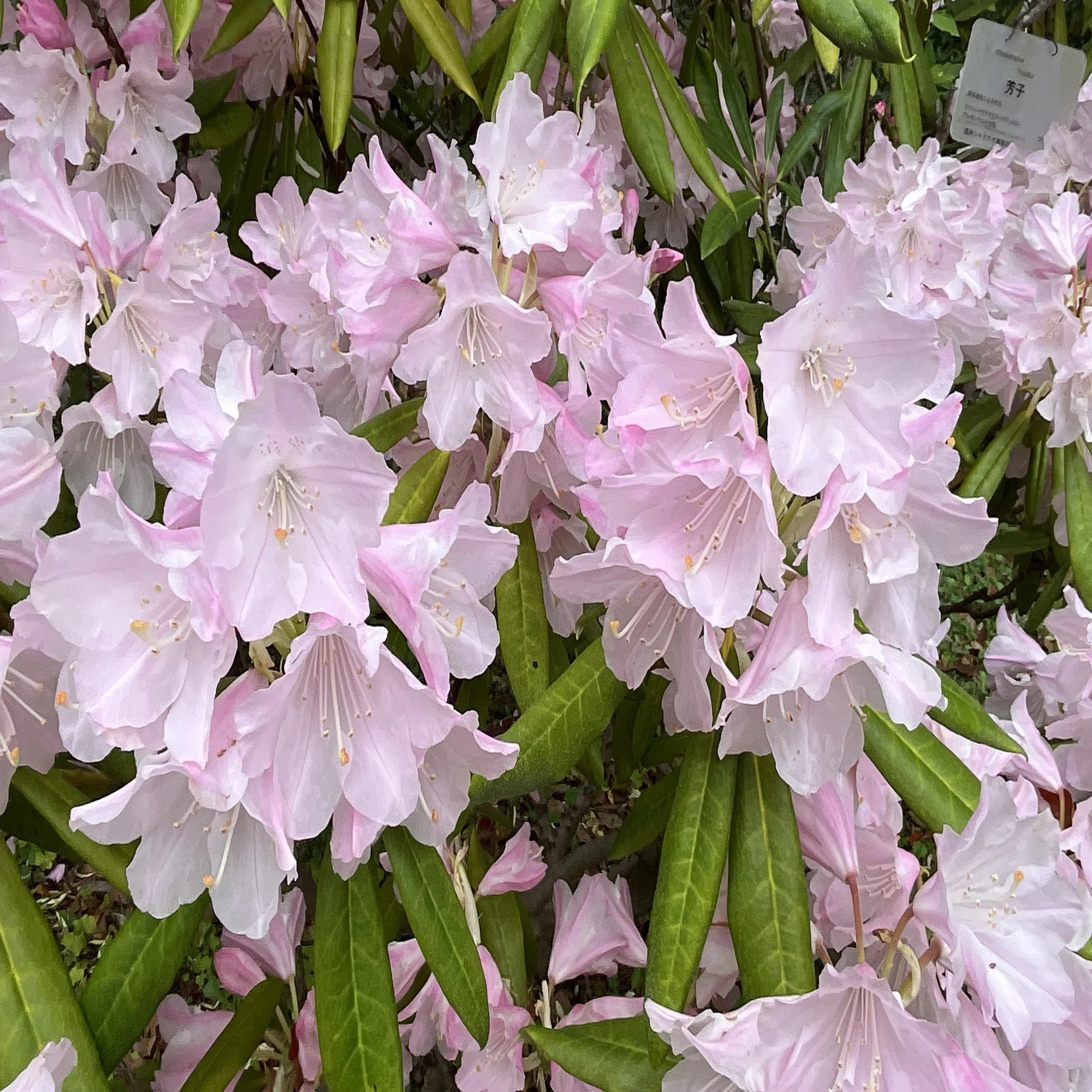 Rhododendron 'Yoshiko' (Kyoto Botanical Gardens): April 8, 2026  (Wed)