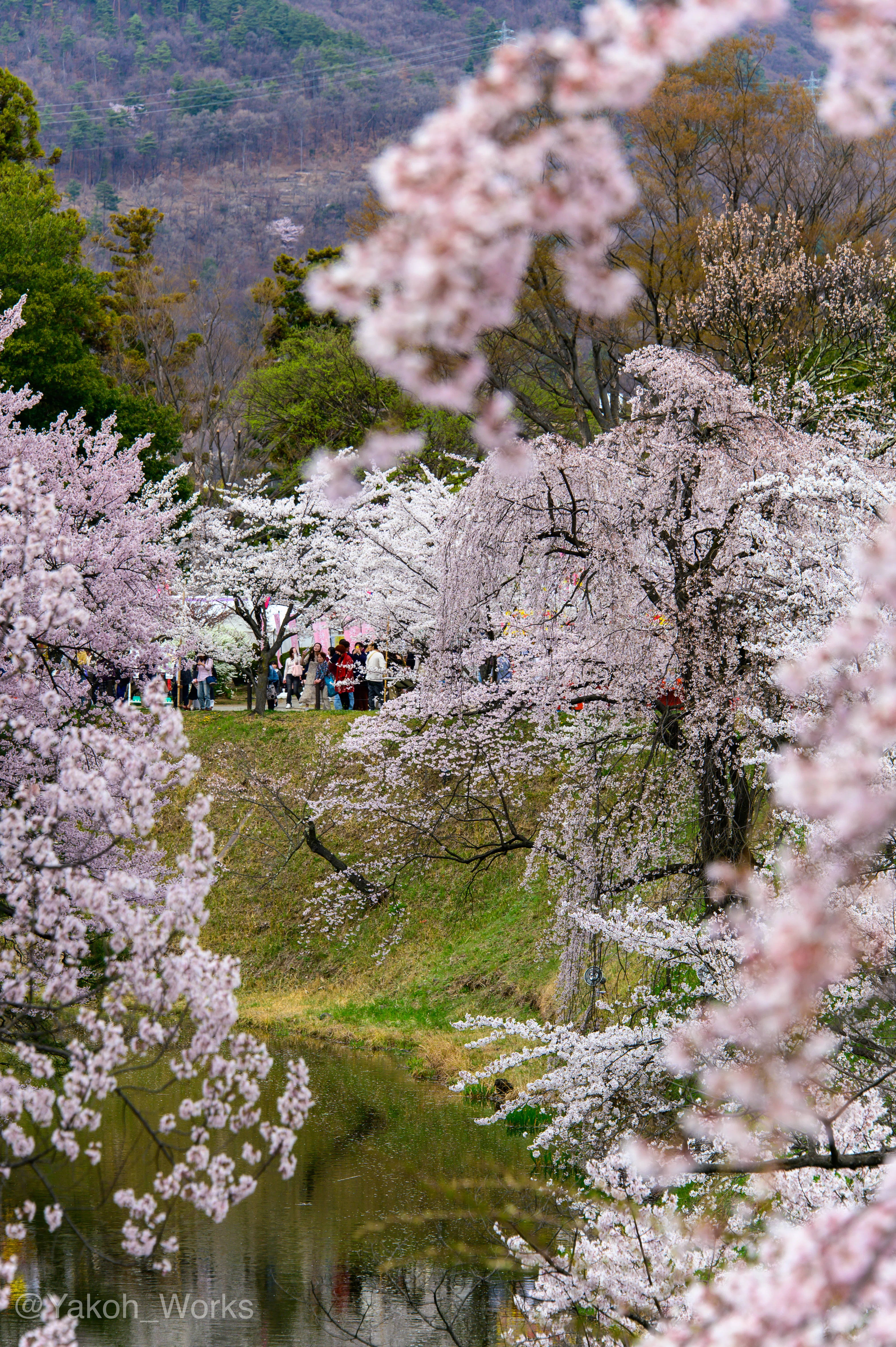 桜ページ 手染め麻タペストリー「吉野桜」 [京都洛柿庵オンラインショップ]