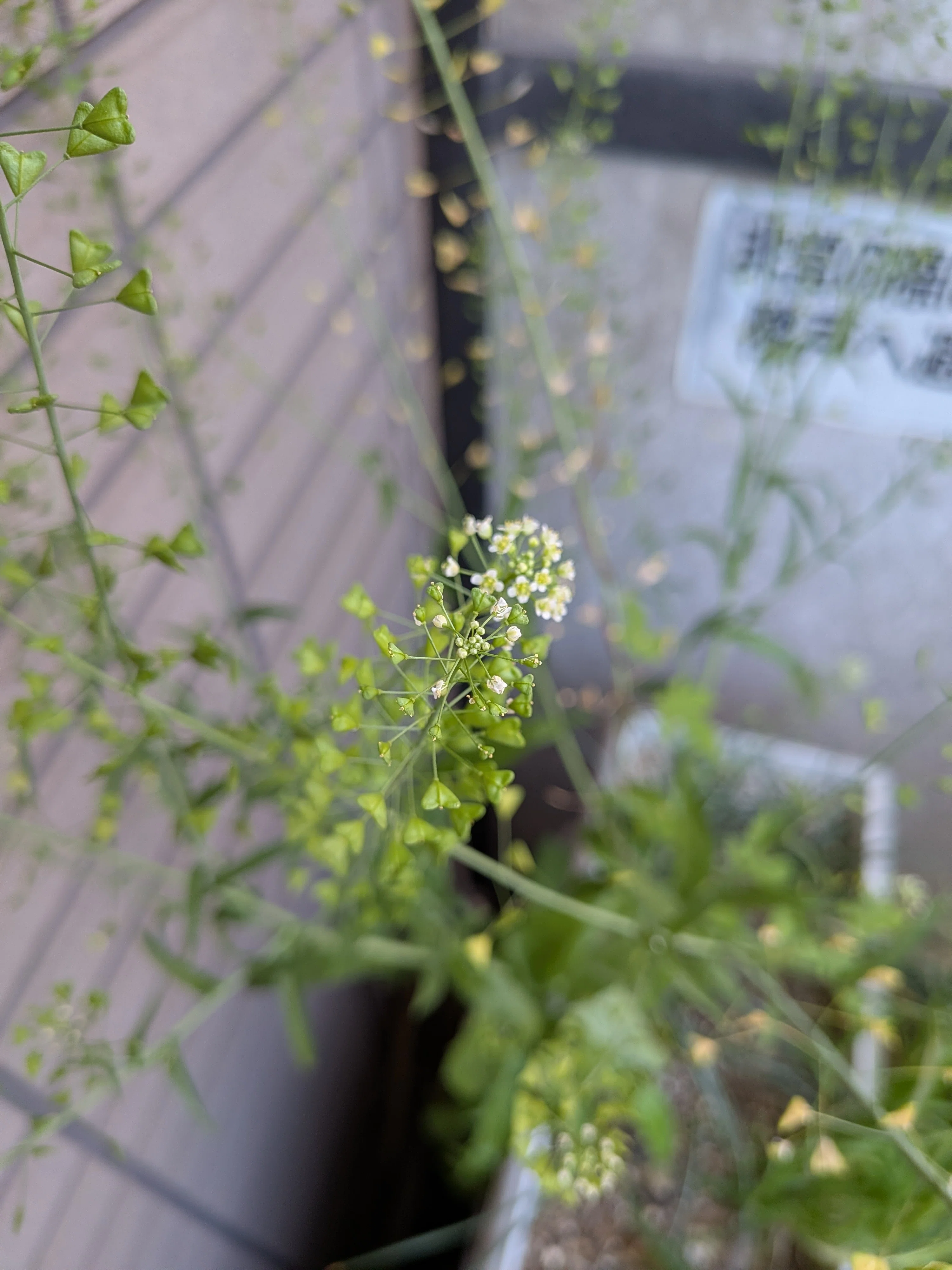 さよならぺんぺん草｜霧島 寅太之助