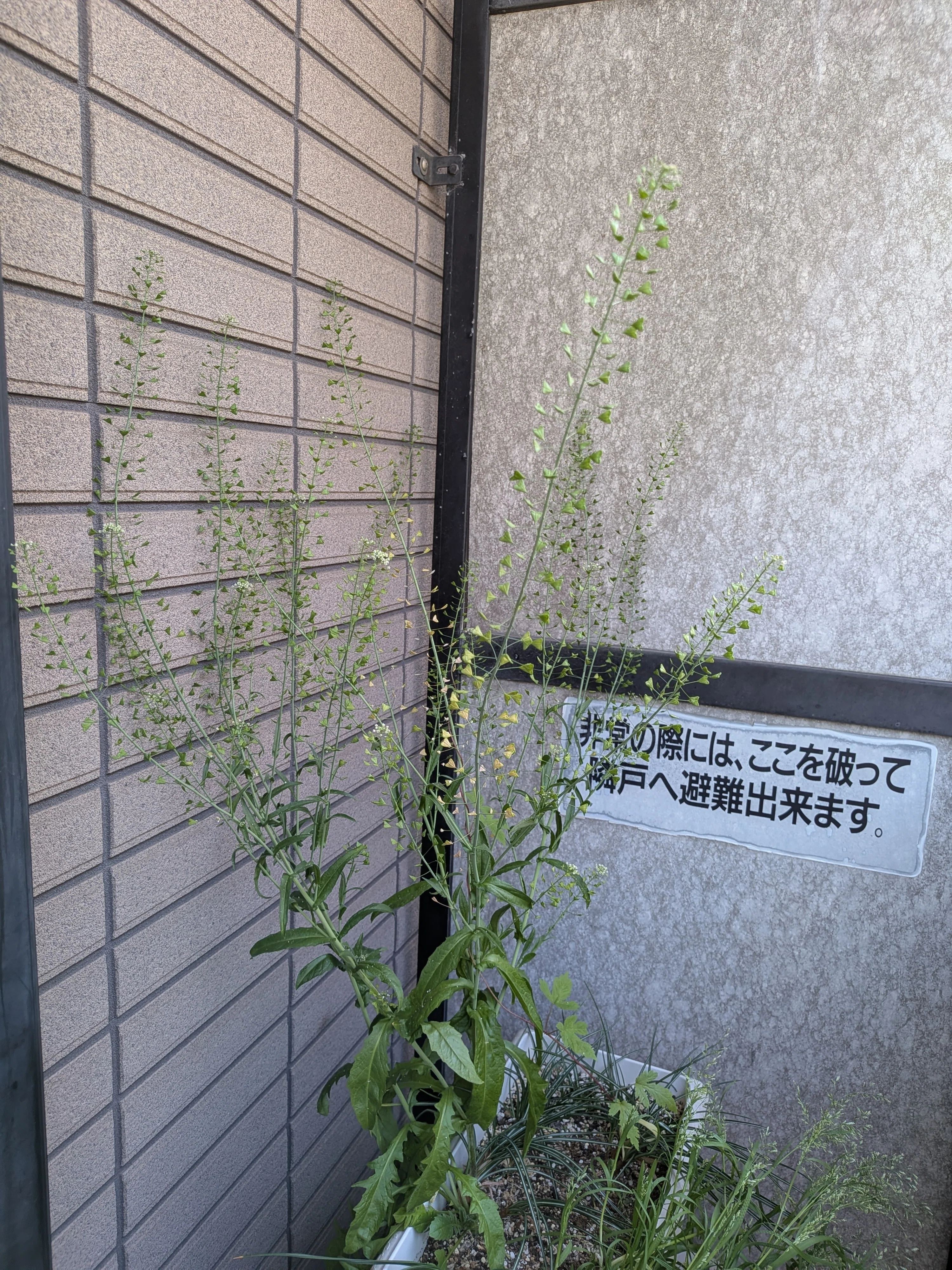 さよならぺんぺん草｜霧島 寅太之助