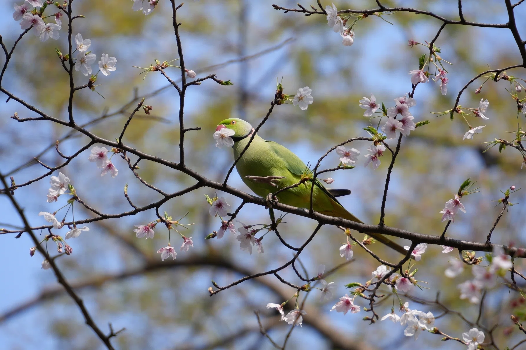 九品仏、等々力不動など近所の桜とワカケホンセイインコ｜sailin' shoes