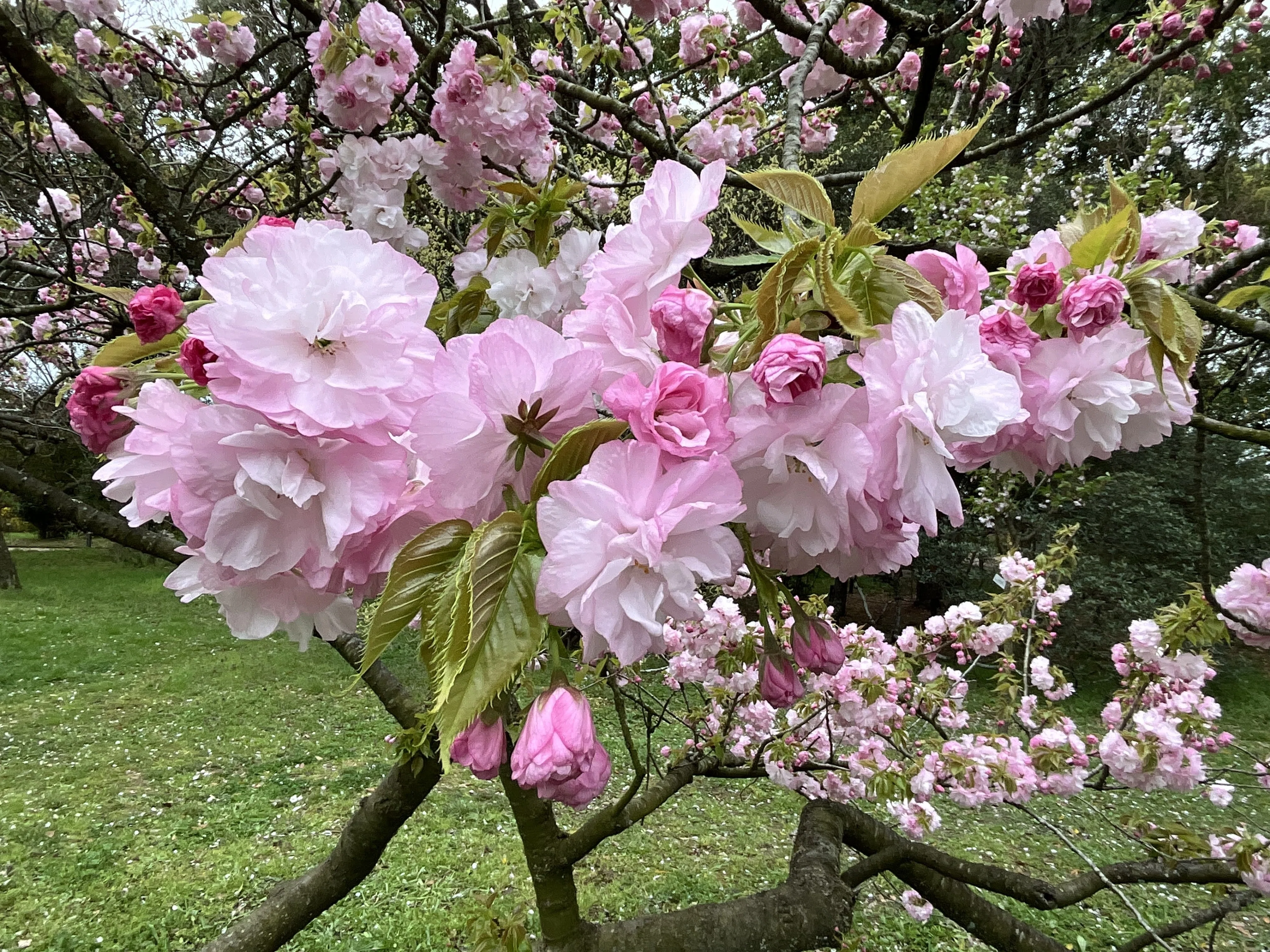 桜の糸括（京都府立植物園）：2026年4月8日（水）｜藤井秀昭（『京都