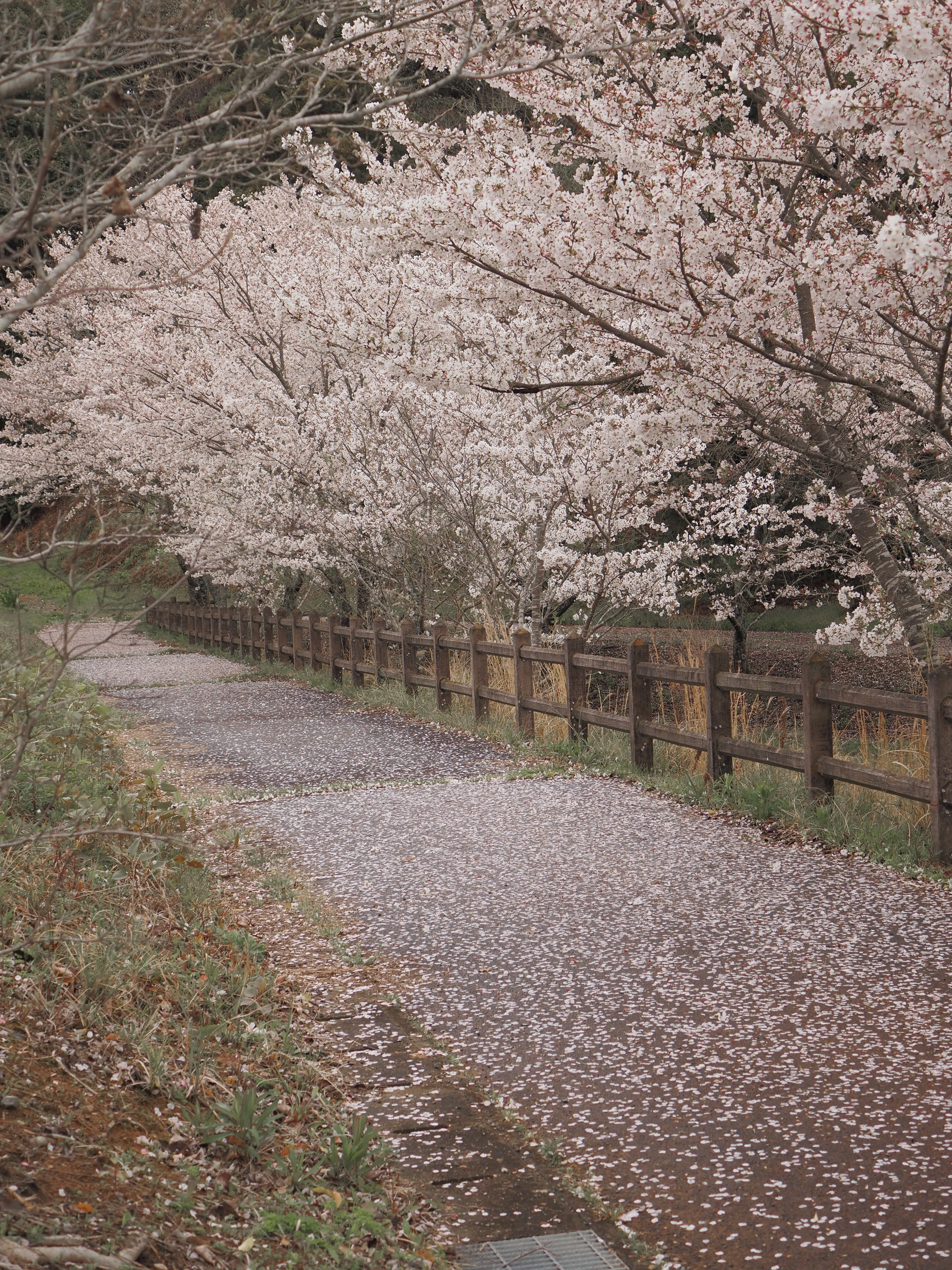 桜(4/3までお取り置き) 今年の桜の記録 ～花曇り、春の嵐、眠そうな空～｜真月