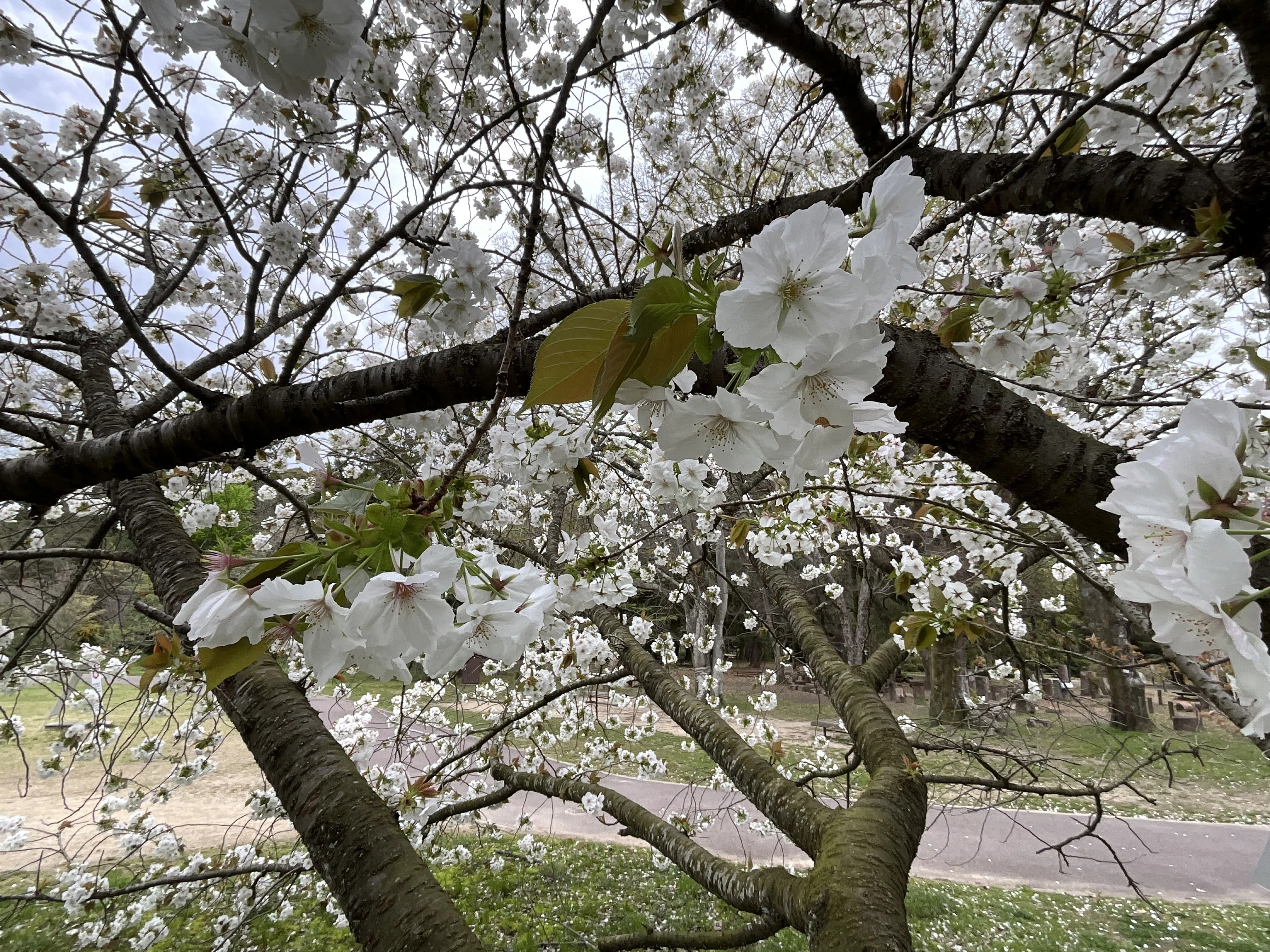 桜の太白と駒繋（京都府立植物園）：2026年4月8日（水）｜藤井秀昭