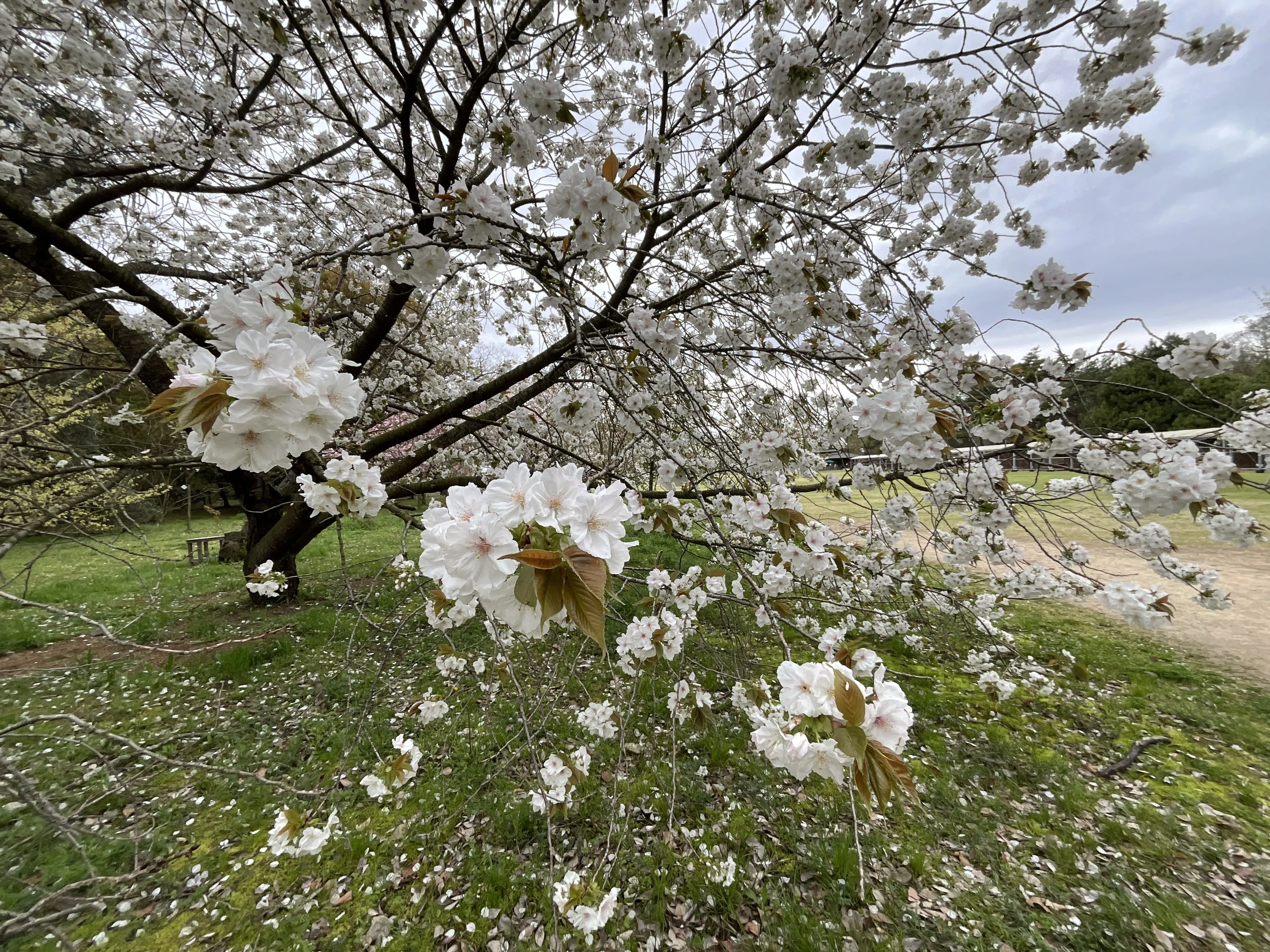 桜の太白と駒繋（京都府立植物園）：2026年4月8日（水）｜藤井秀昭