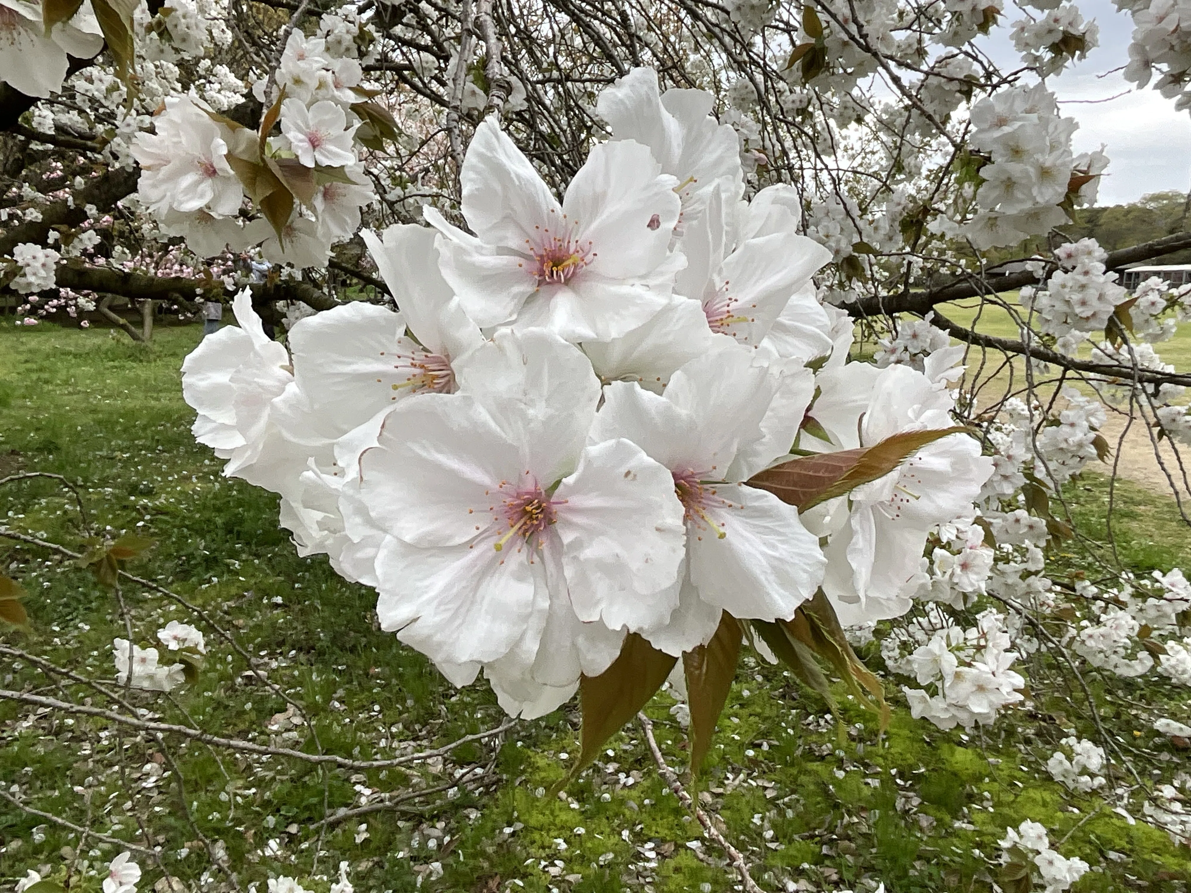 桜の太白と駒繋（京都府立植物園）：2026年4月8日（水）｜藤井秀昭
