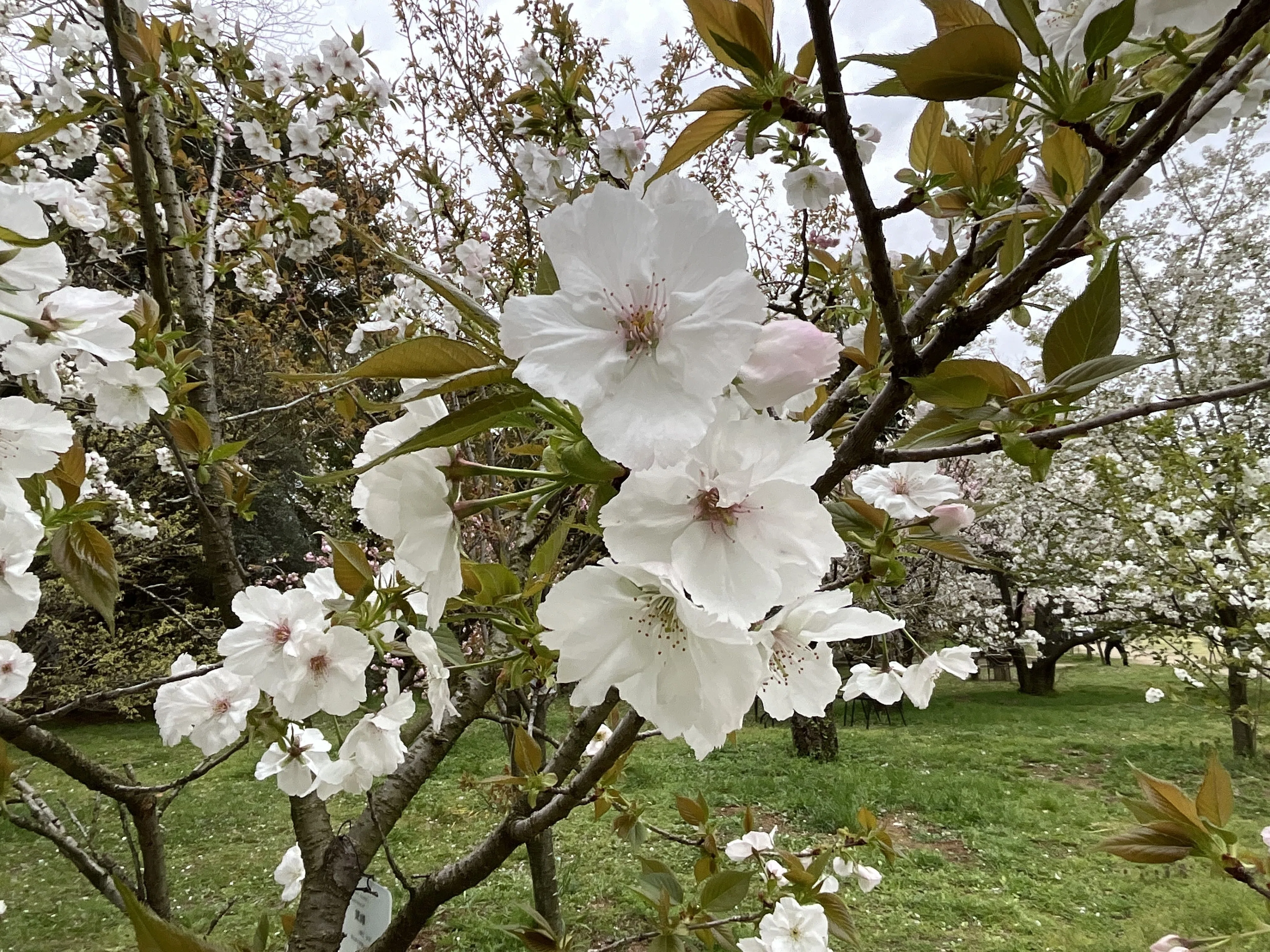 桜の太白と駒繋（京都府立植物園）：2026年4月8日（水）｜藤井秀昭