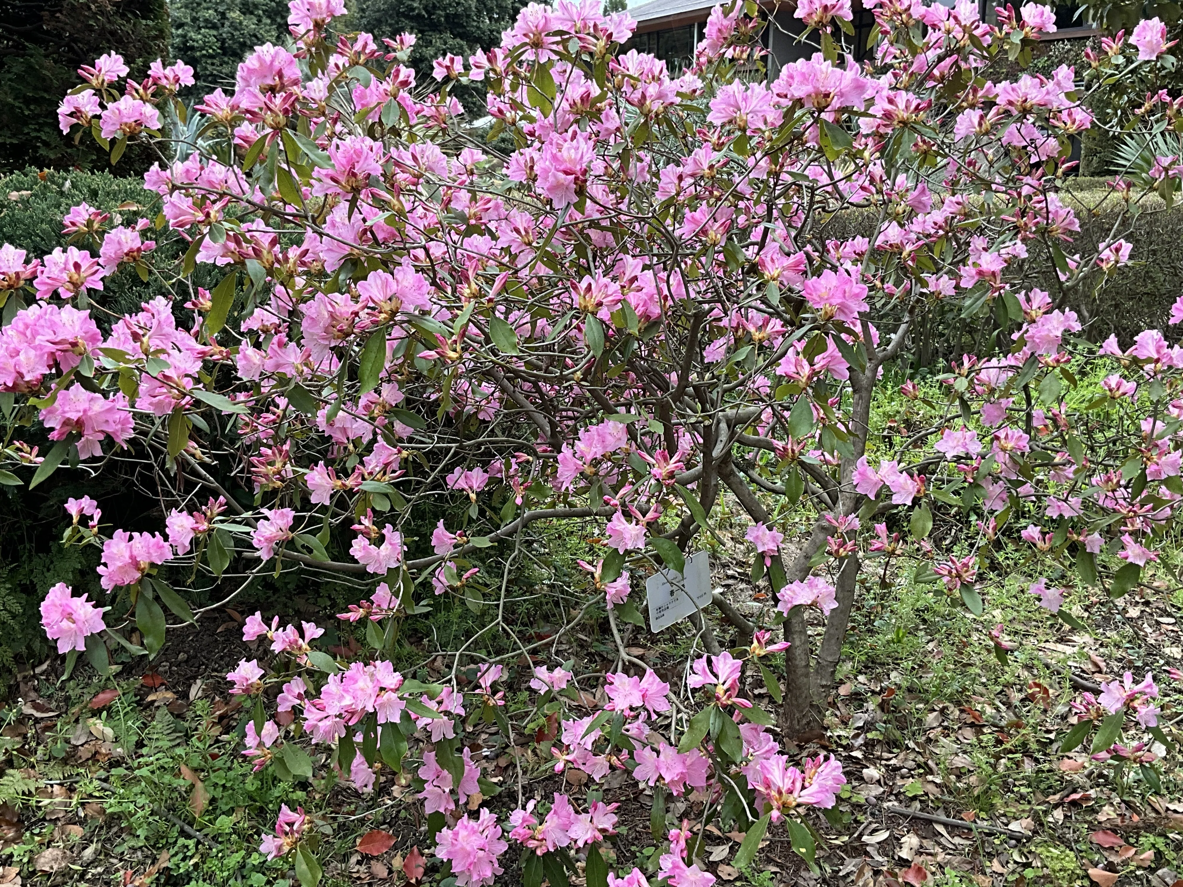 春一番（京都府立植物園）：2026年4月8日（水）｜藤井秀昭（『京都居候