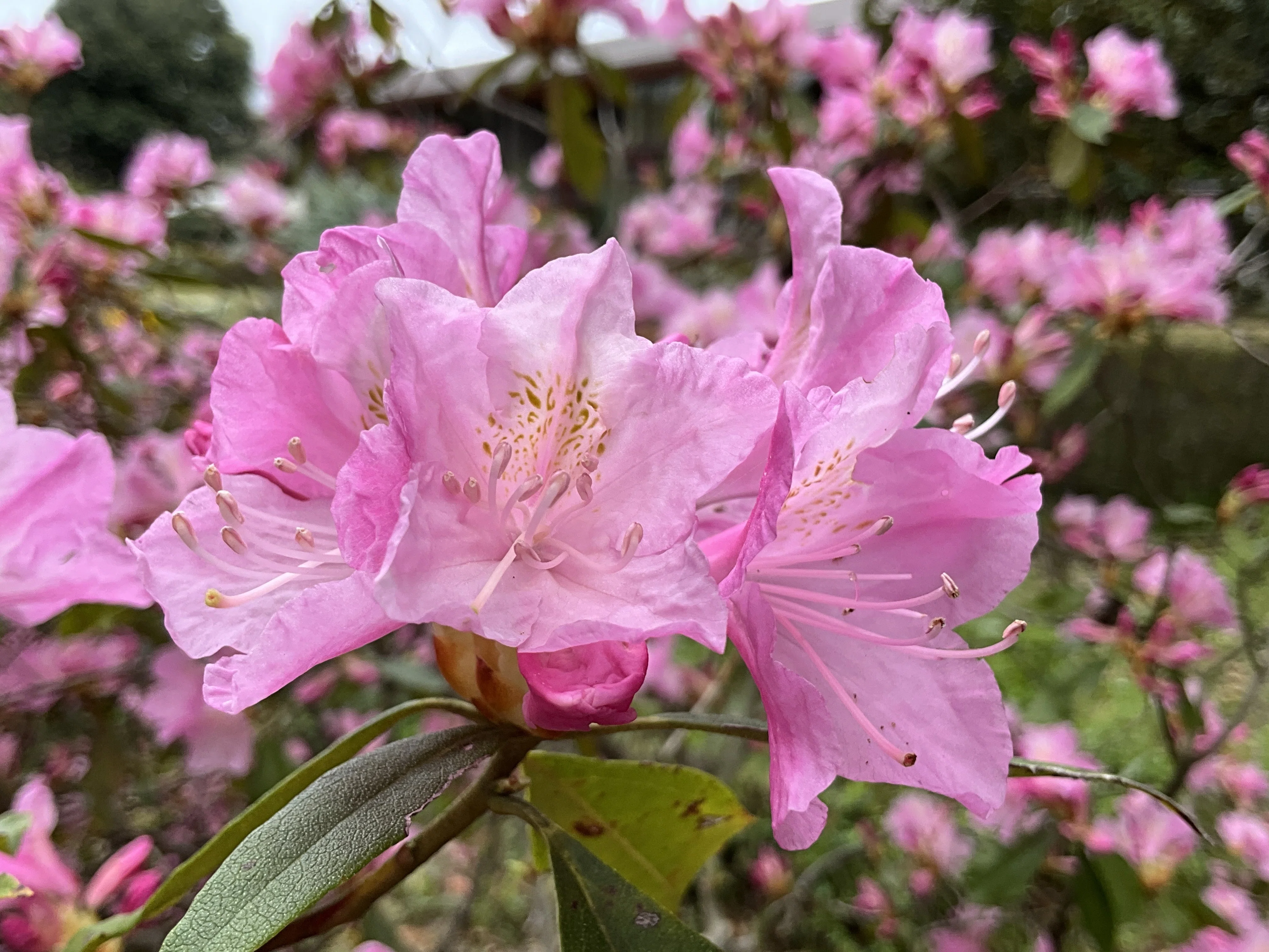 春一番（京都府立植物園）：2026年4月8日（水）｜藤井秀昭（『京都居候