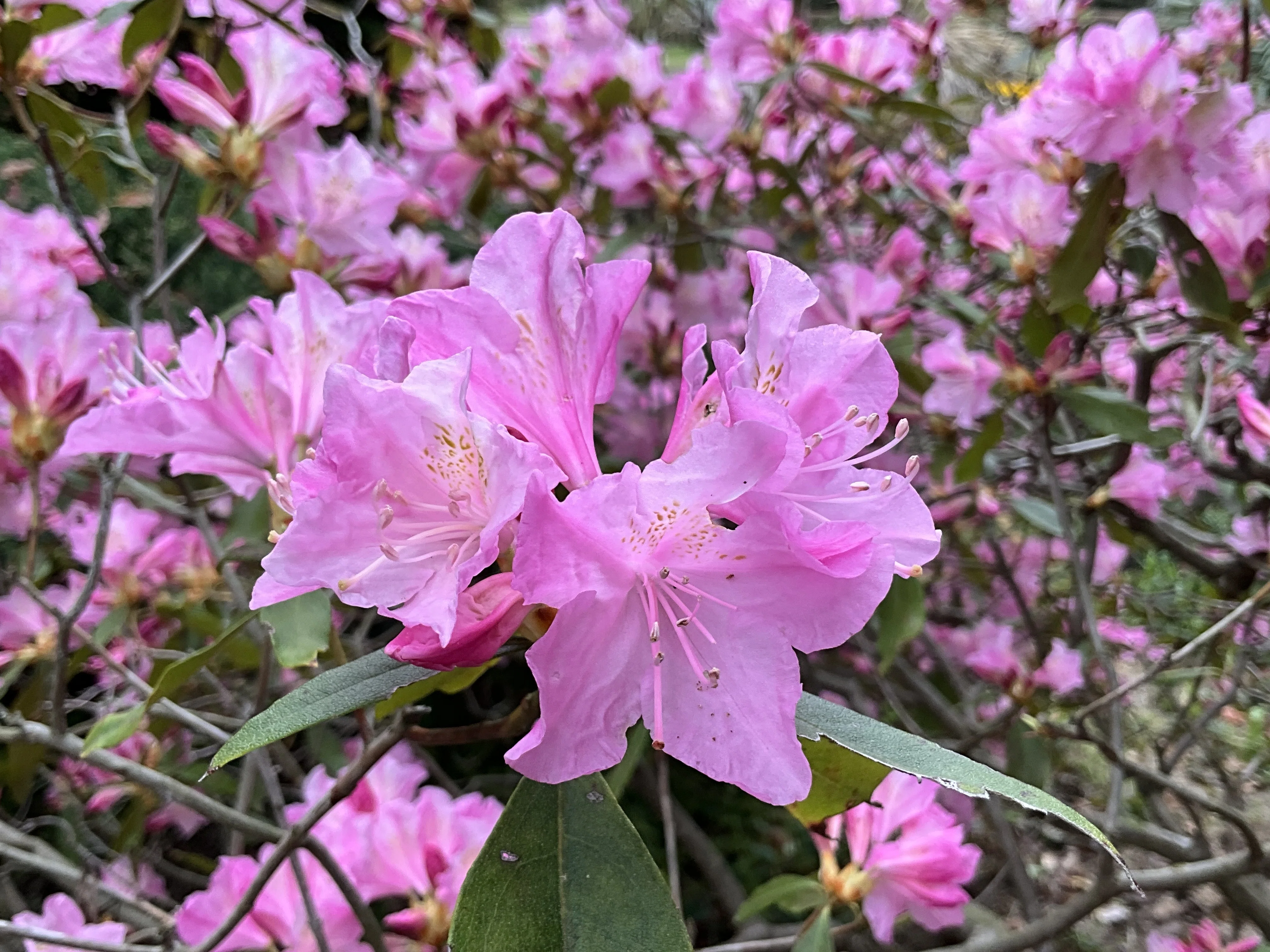 春一番（京都府立植物園）：2026年4月8日（水）｜藤井秀昭（『京都居候