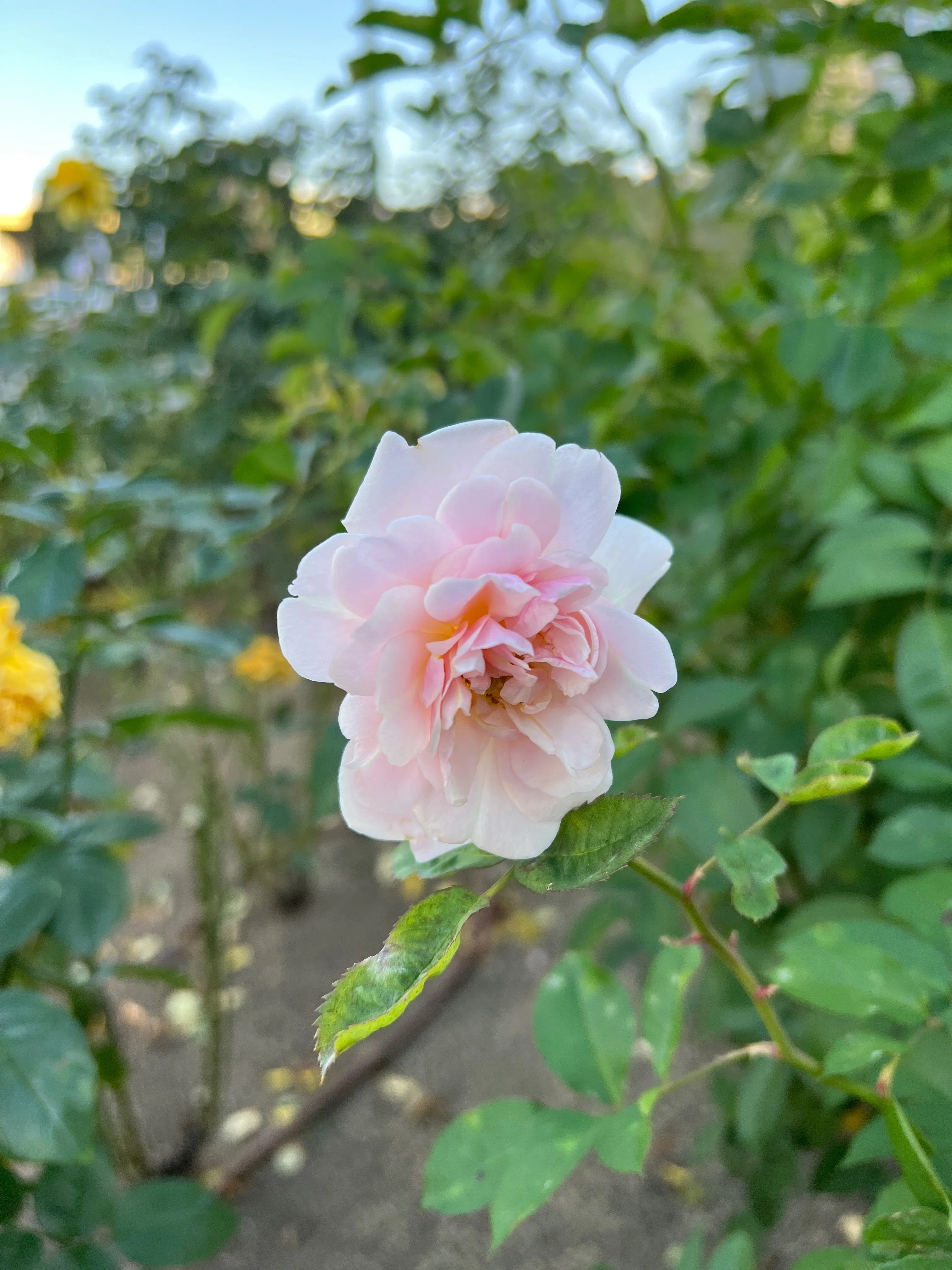 🇬🇧フェリシア（Felicia） 🌹中之島バラ園｜ぱぽにゃん🌹薔薇を愛する