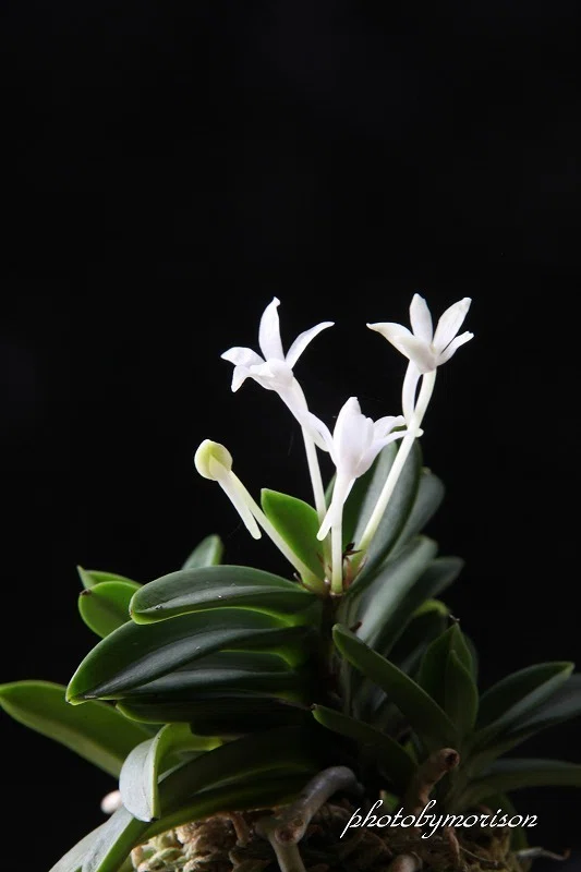 富貴蘭「大鵬」の花（過去の画像倉庫から）｜KJ Morison