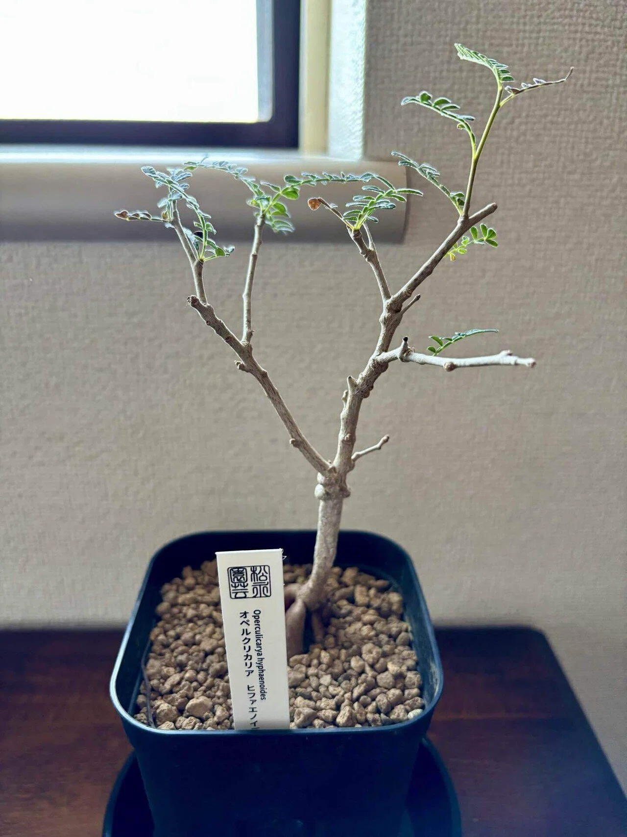 外の光へ—— オペルクリカリアを屋外育成へ切り替え｜Xīng Journal ｜ A