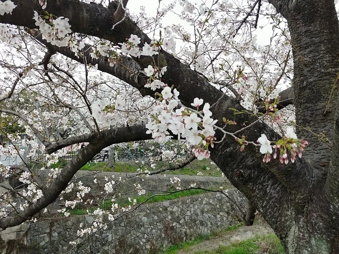□ソメイヨシノがジンダイアケボノに｜小野 満麿