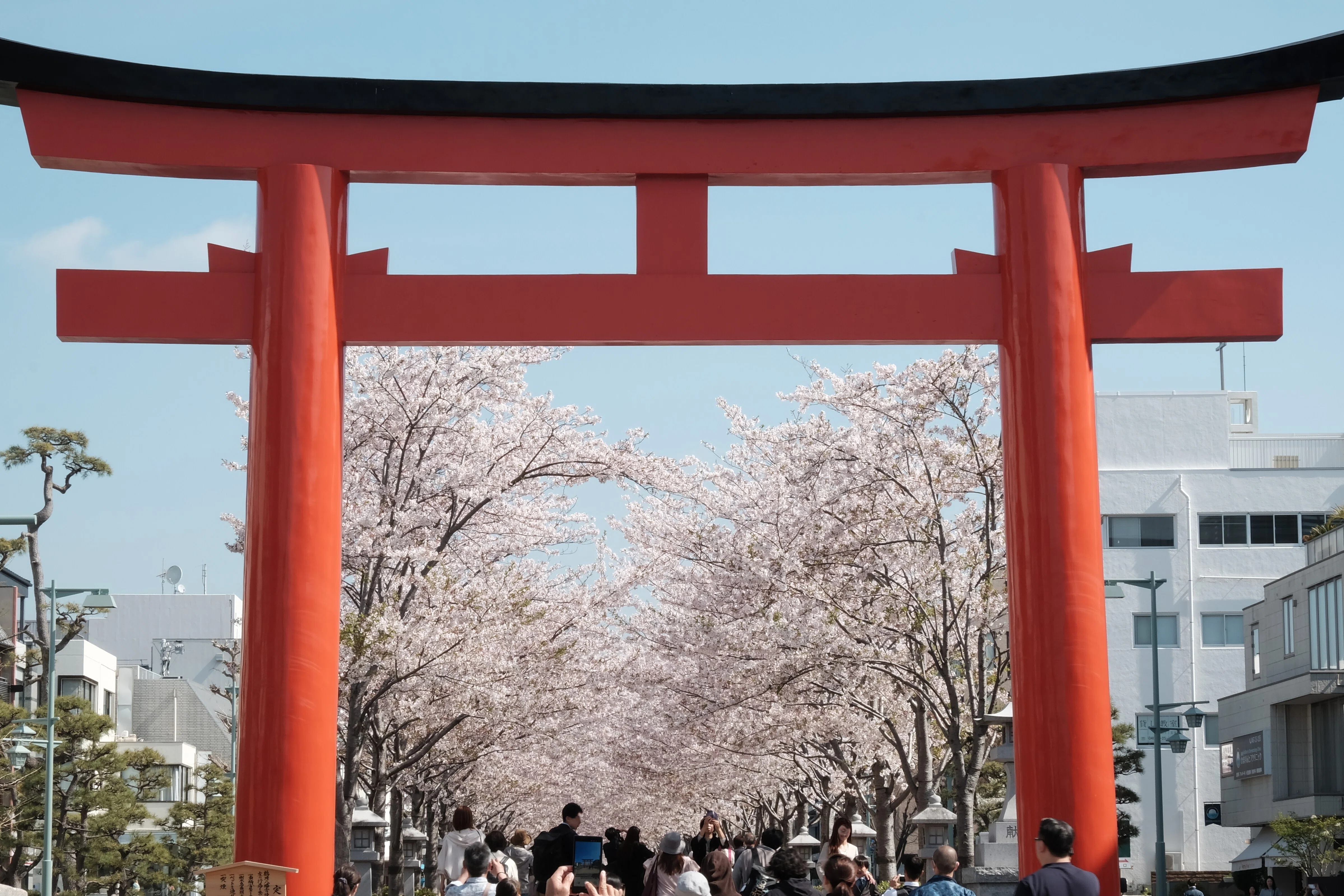鎌倉 段葛の桜2026｜yuka