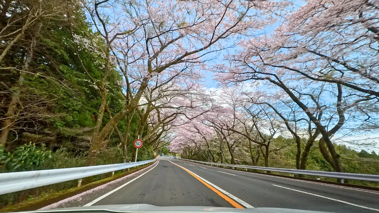 神奈川 観光スポット】ターンパイク箱根の「桜のトンネル」／Insta360