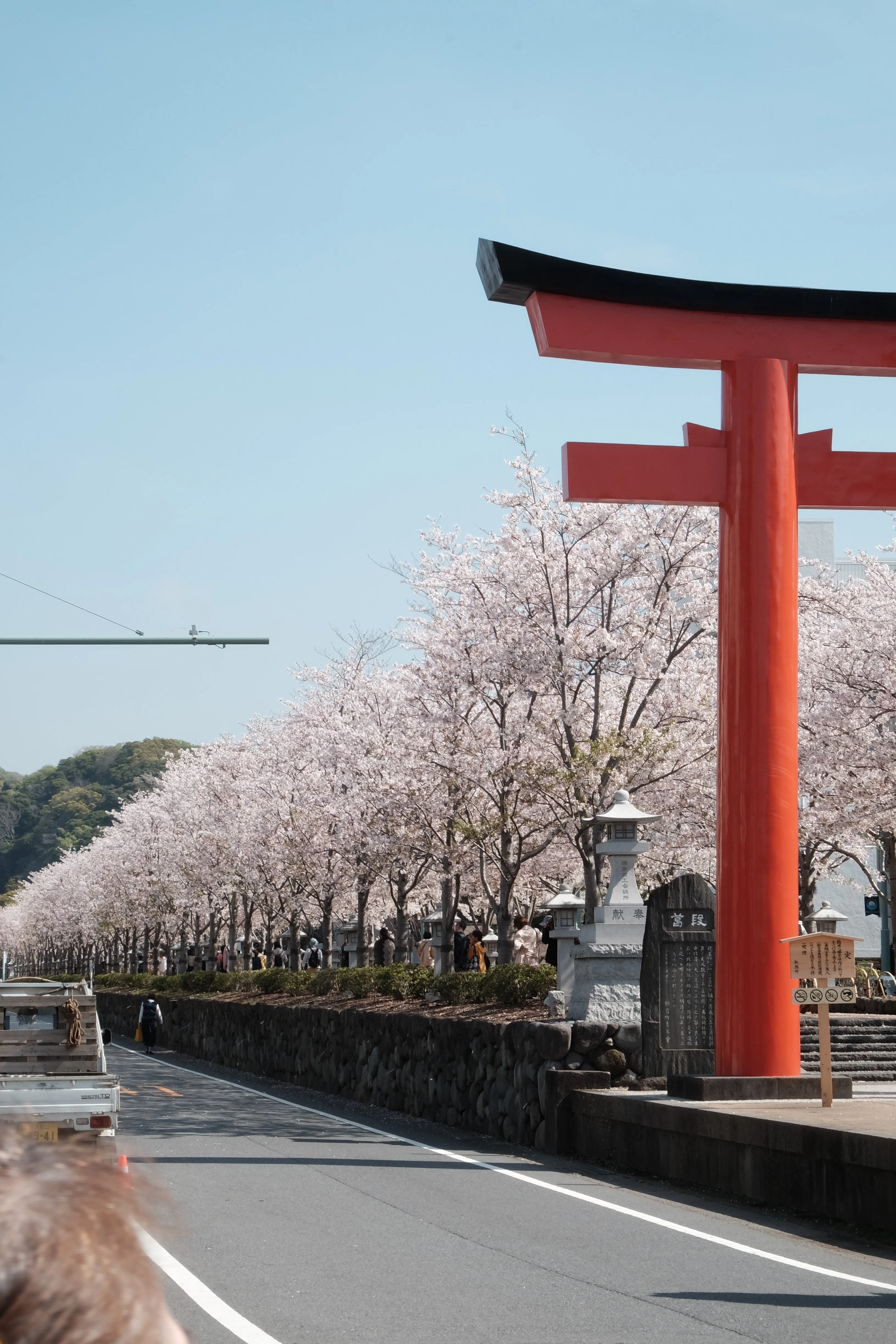 鎌倉 段葛の桜2026｜yuka