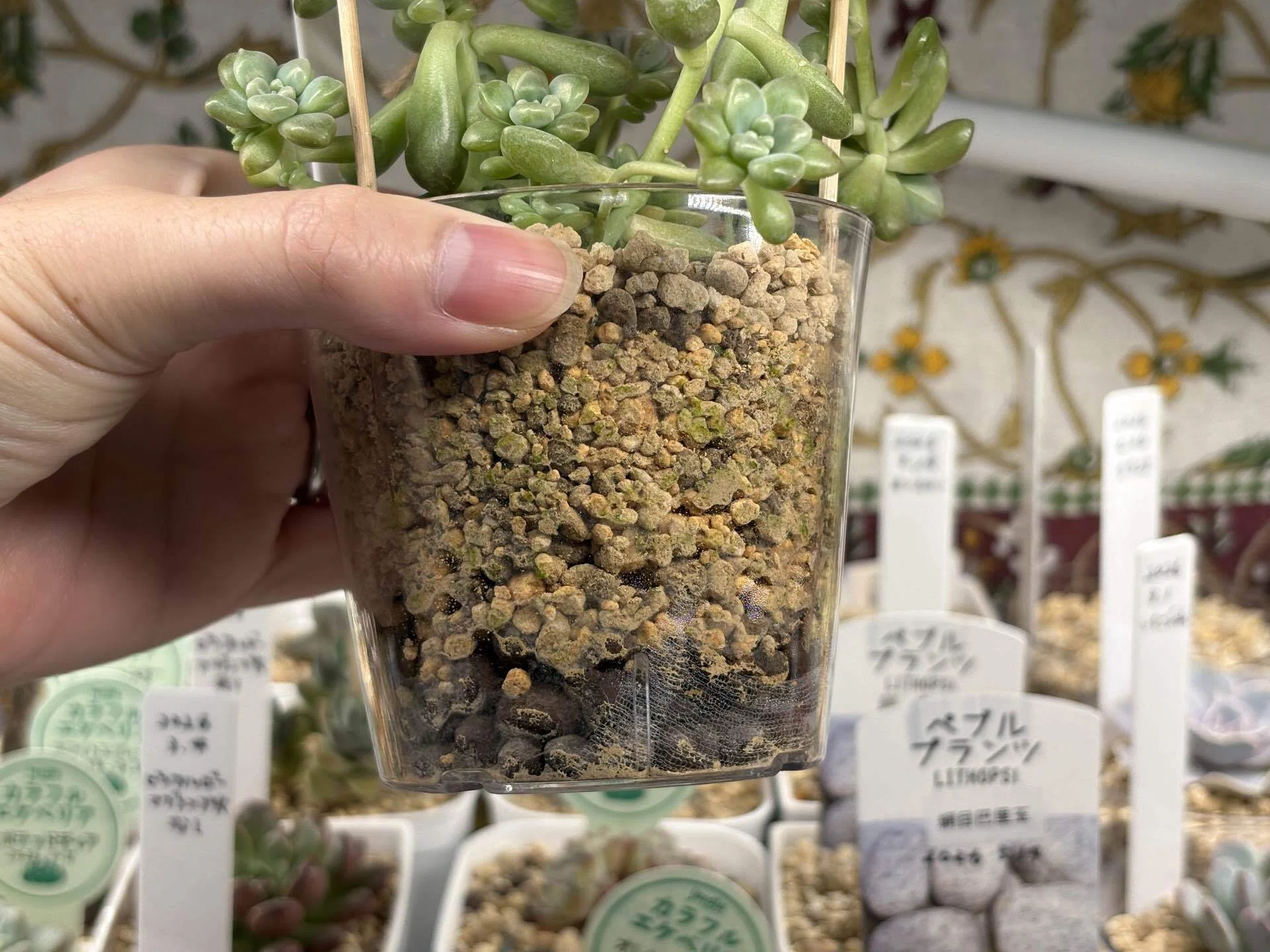 クリア鉢に藻が生えた。よし！植え替えよう。｜ナカガワ|机で多肉育てる人