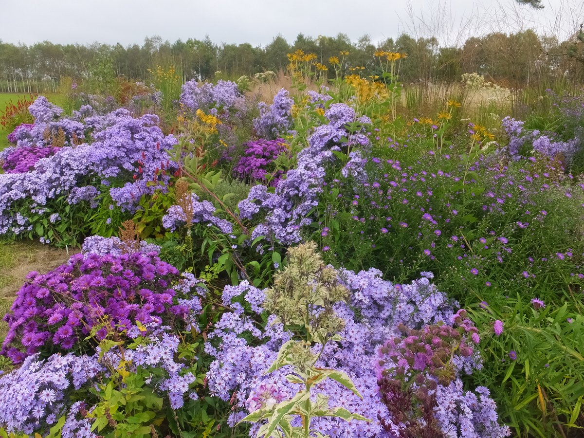 花のバトンをつなごう【第3回】秋の庭を締めくくる宿根草――晩夏から晩秋まで花をつなぐ品種選び