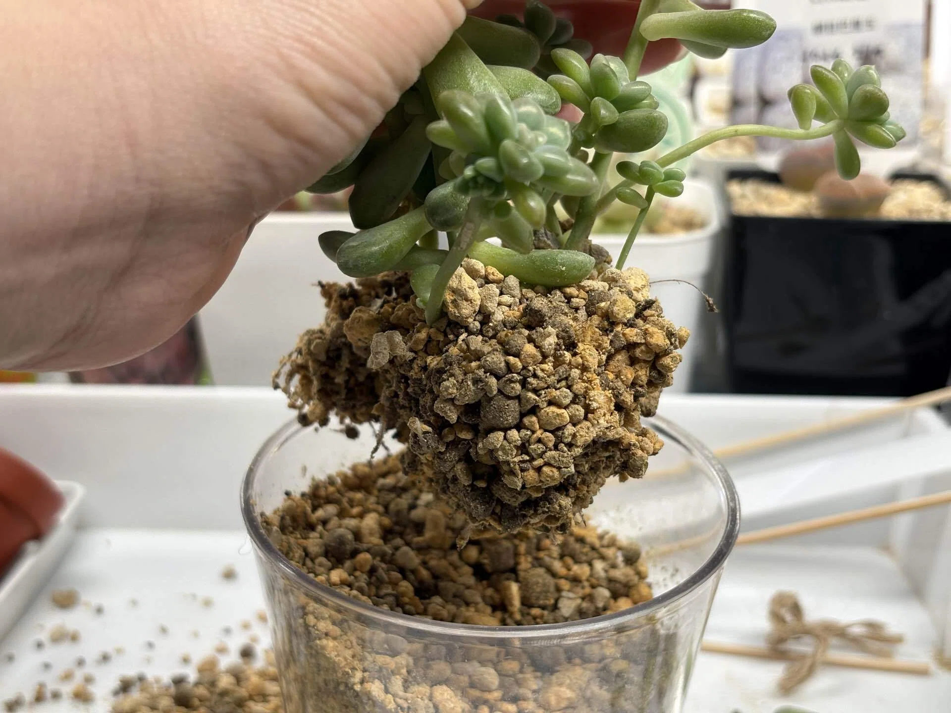 クリア鉢に藻が生えた。よし！植え替えよう。｜ナカガワ|机で多肉育てる人