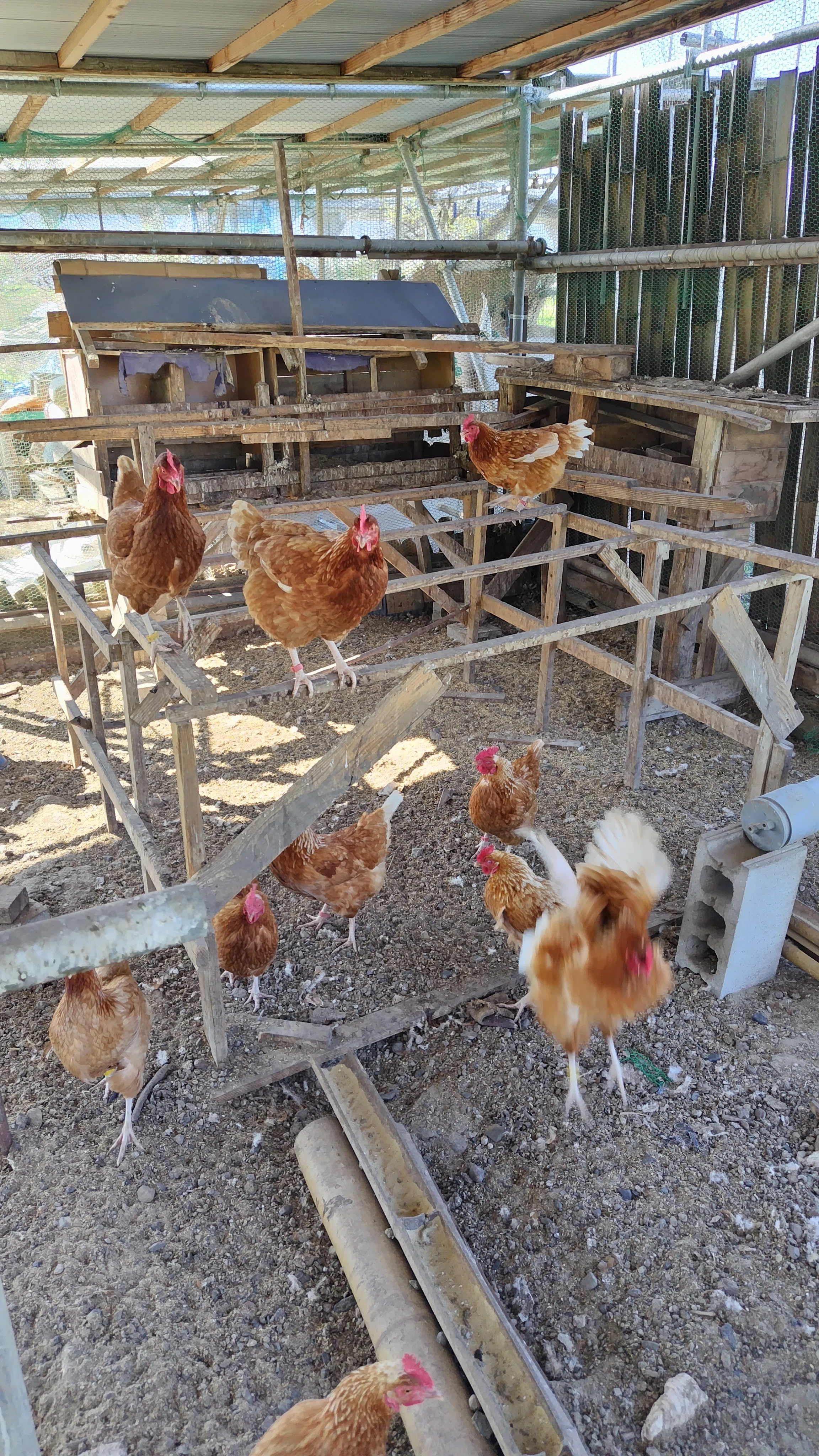 平飼い鶏小屋の構造、参考にしてください！初心者が知りたい5つの