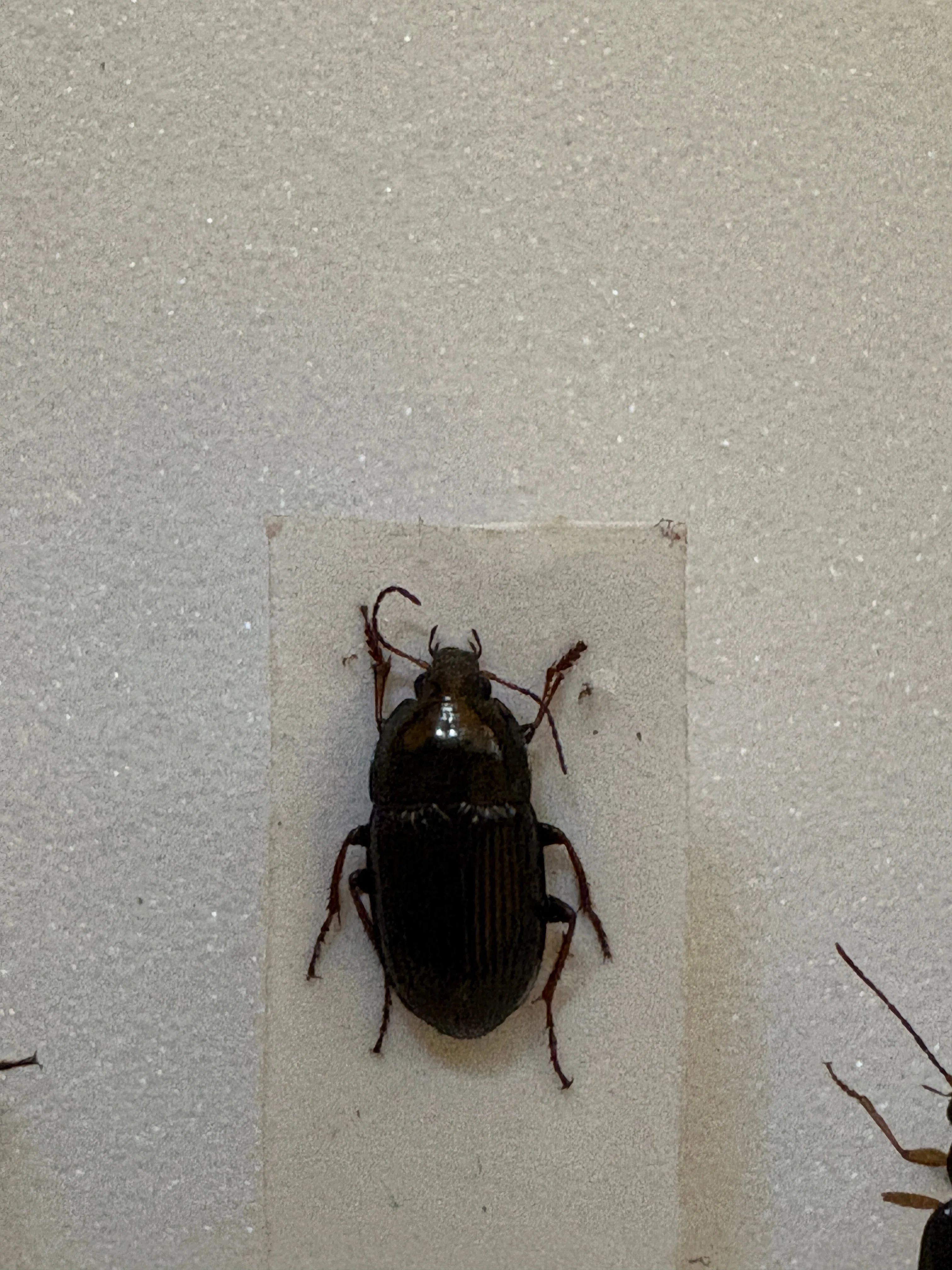 甲虫の取り方図鑑。①クワガタ、コガネムシ、オサムシ、ゴミムシ