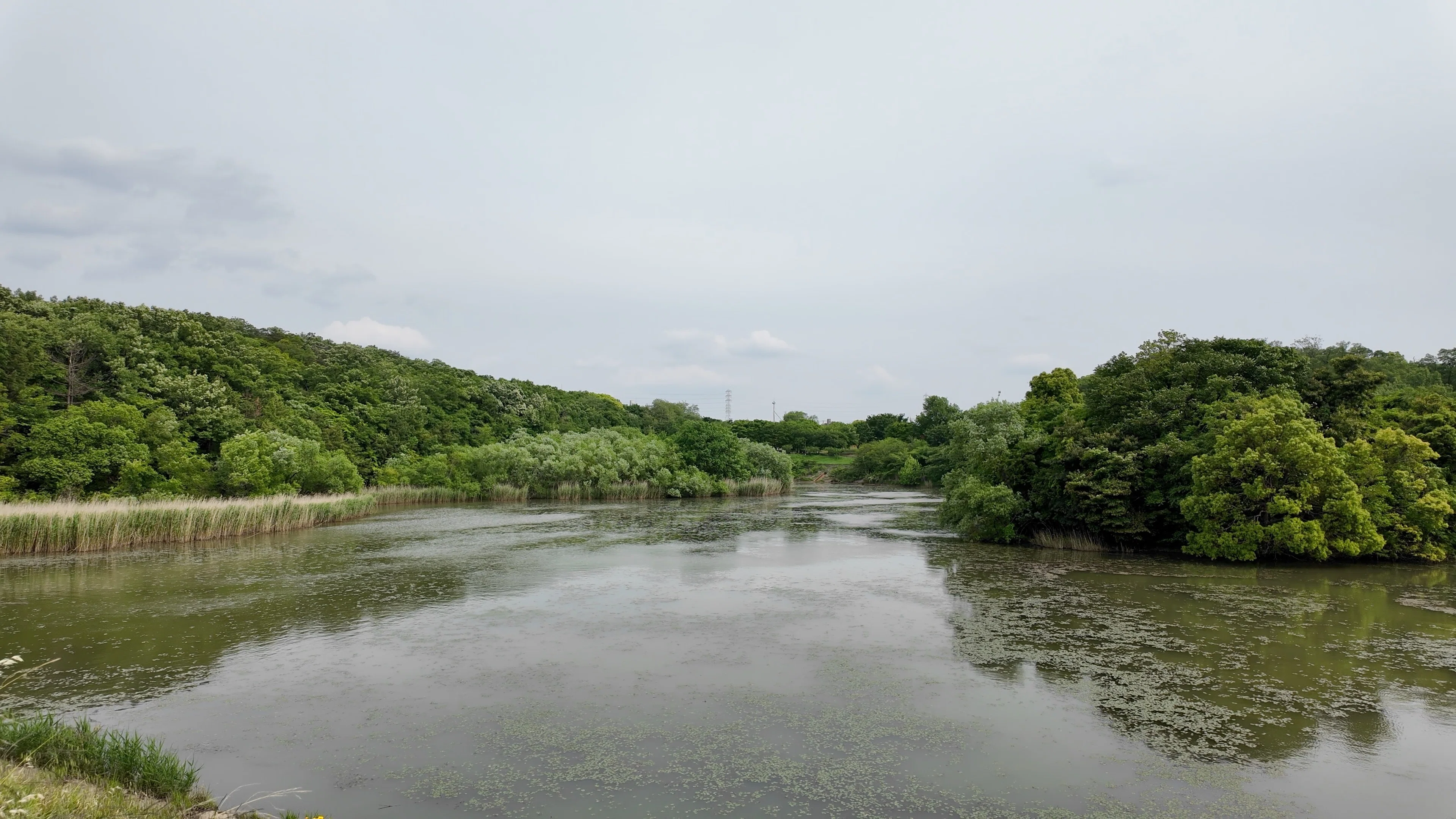 天白公園】大根池のほとりに、名古屋市内でこんな自然が残っていた