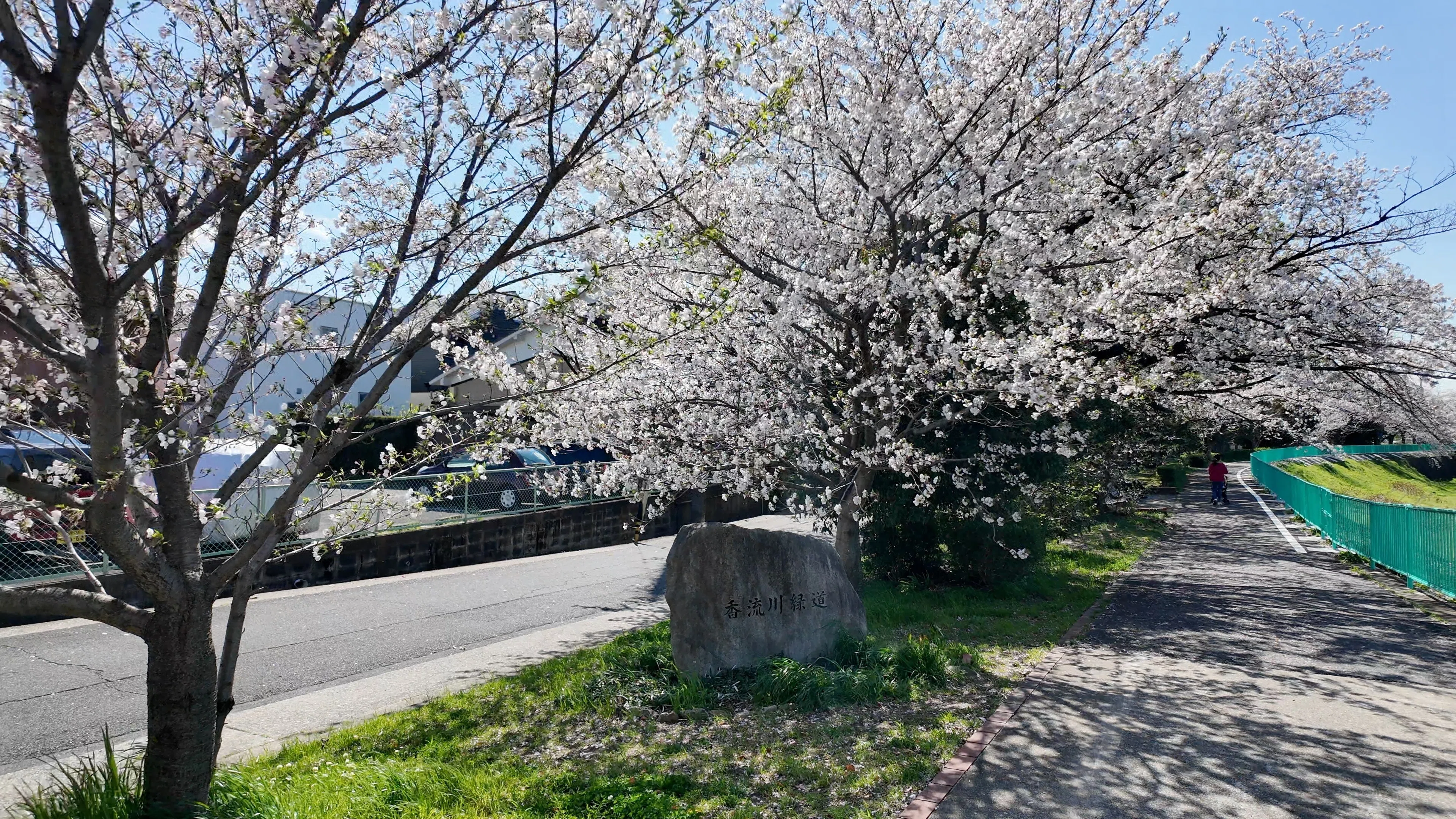 香流川緑道】桜のトンネルが満開 — 名東区の穴場花見スポットを歩く