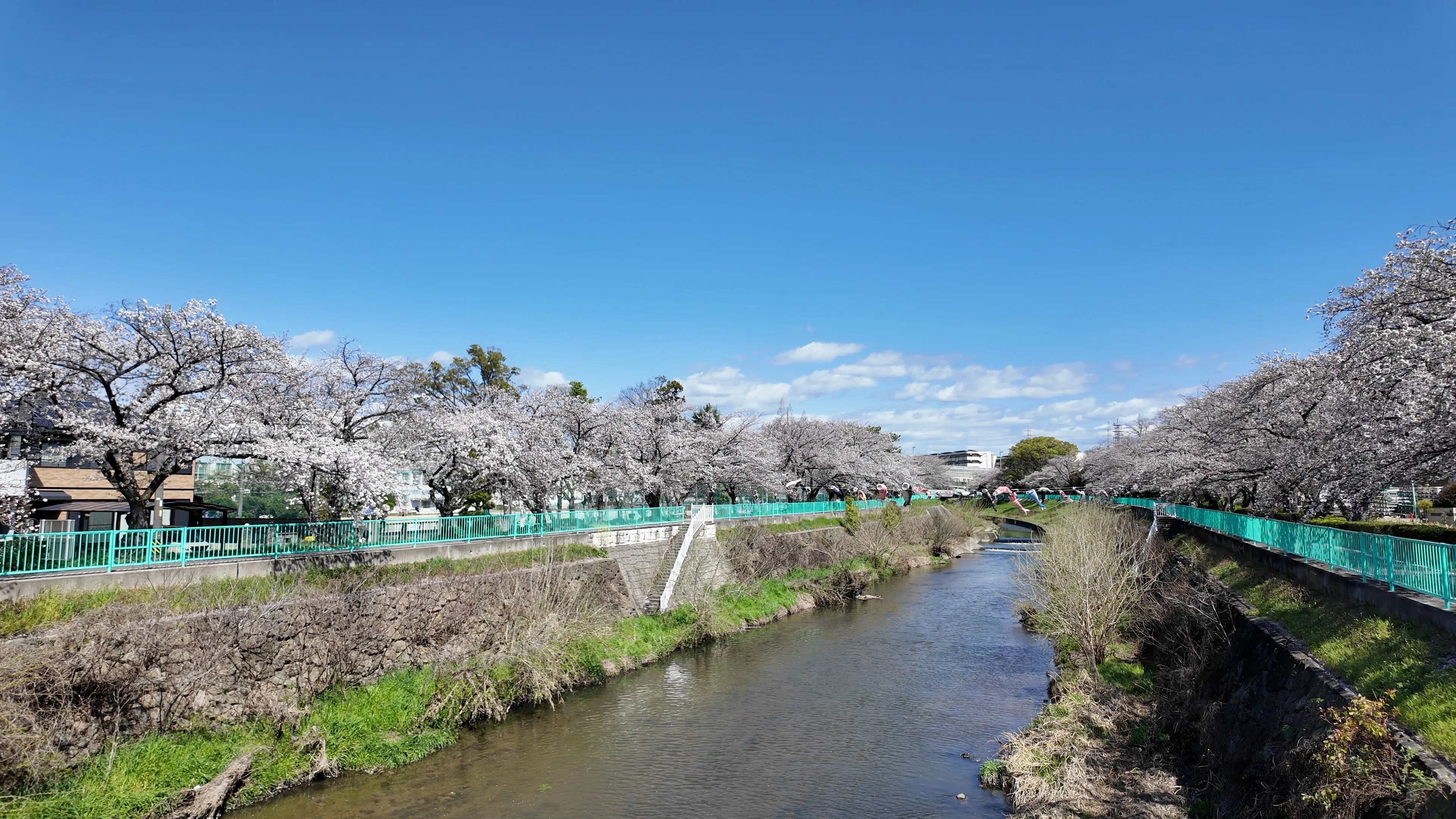 香流川緑道】桜のトンネルが満開 — 名東区の穴場花見スポットを歩く