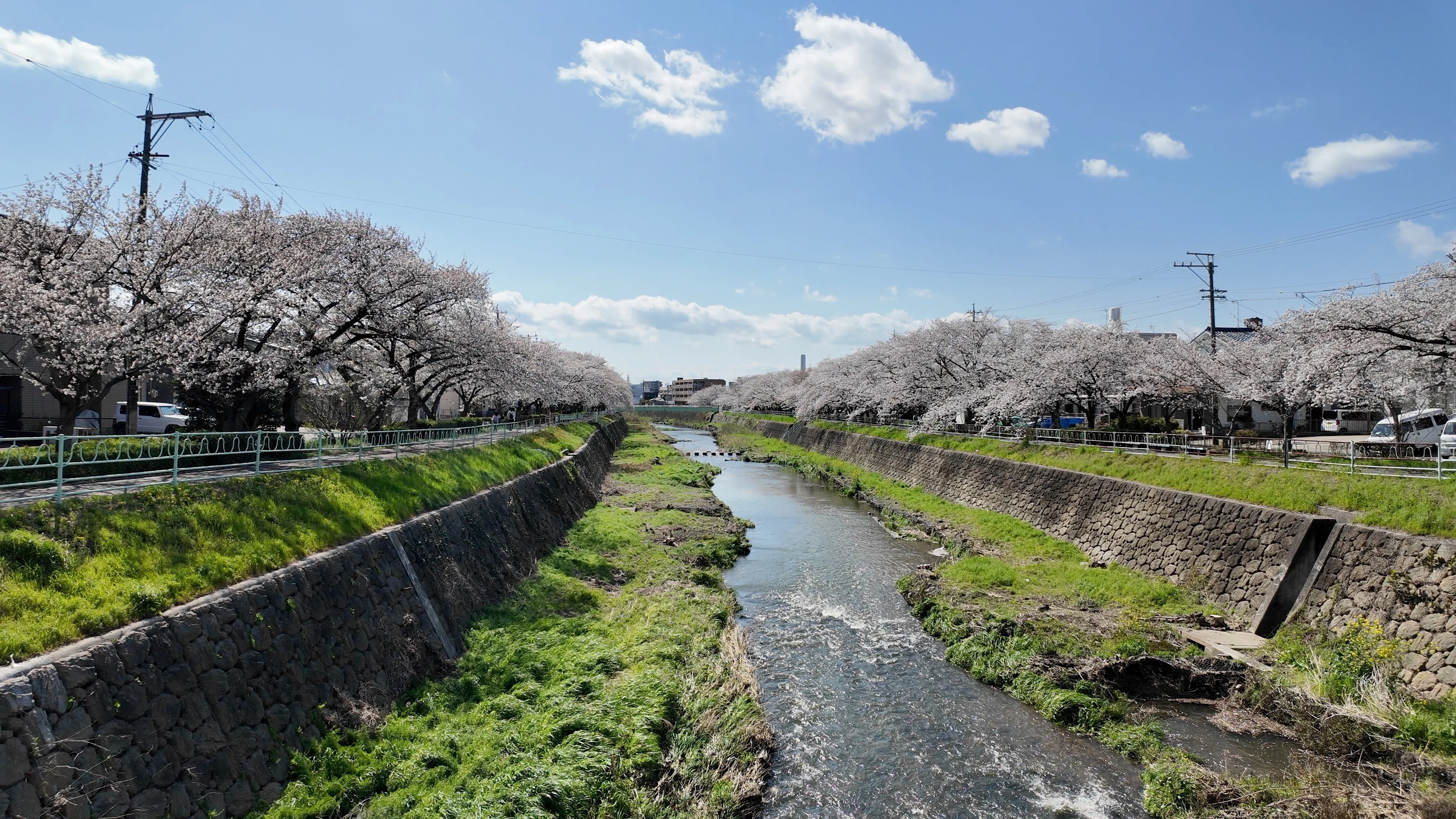 緑川確認ページ 香流川緑道】桜のトンネルが満開 — 名東区の穴場花見スポットを歩く