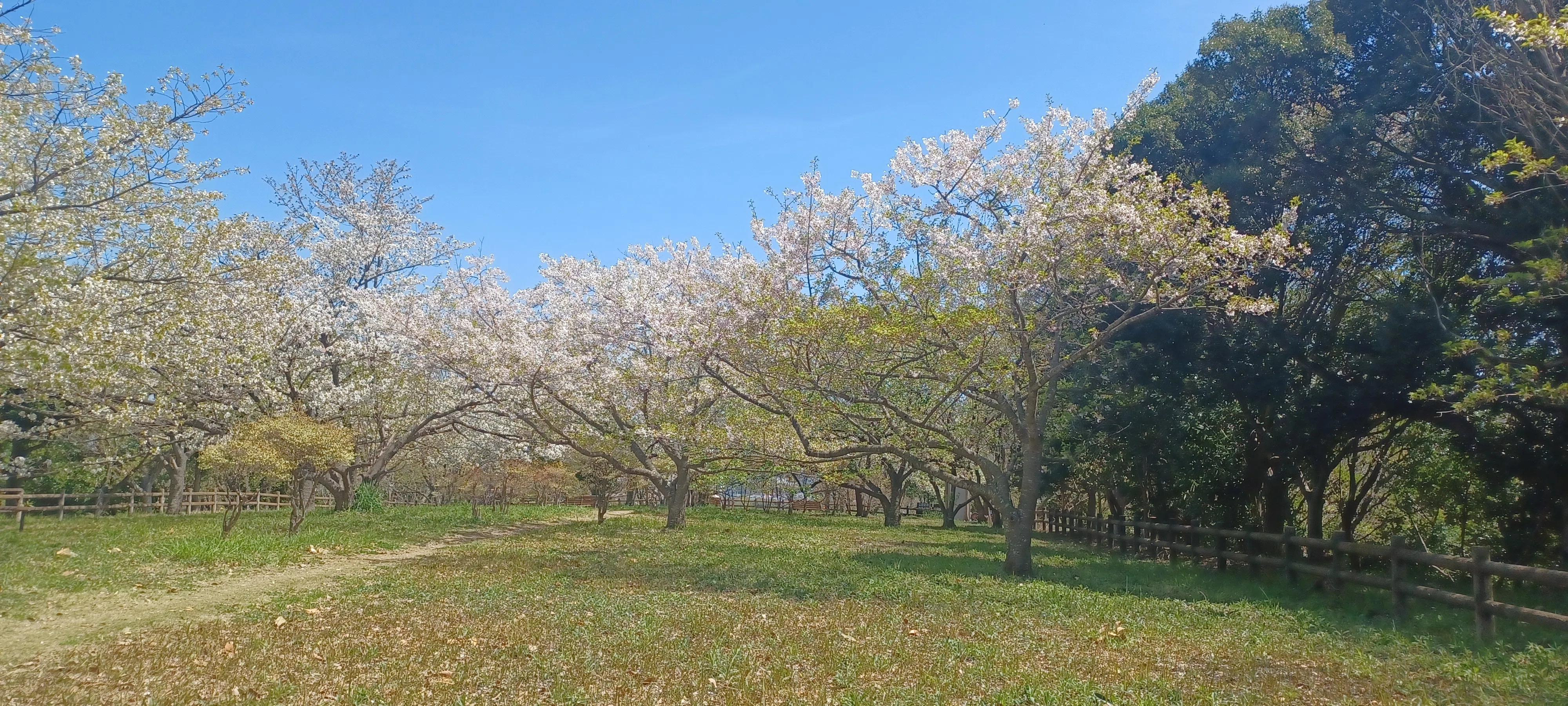 サクラ咲くー2026年 | 静かで穏やかなひとときに出会った桜｜あやの