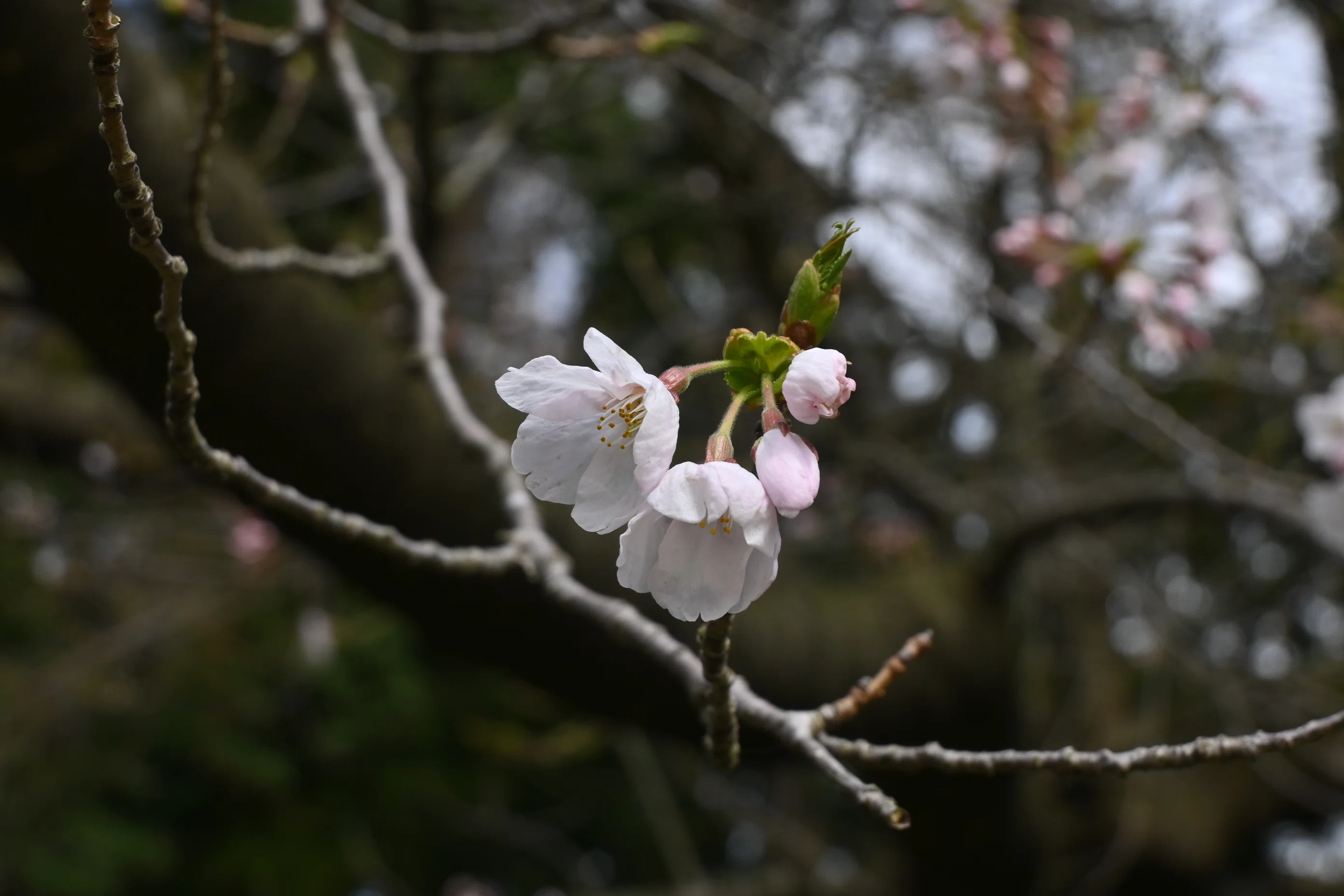 山野草・絶滅危惧種「コシノコバイモ」を探して｜郁楓庵・ikufuan.com
