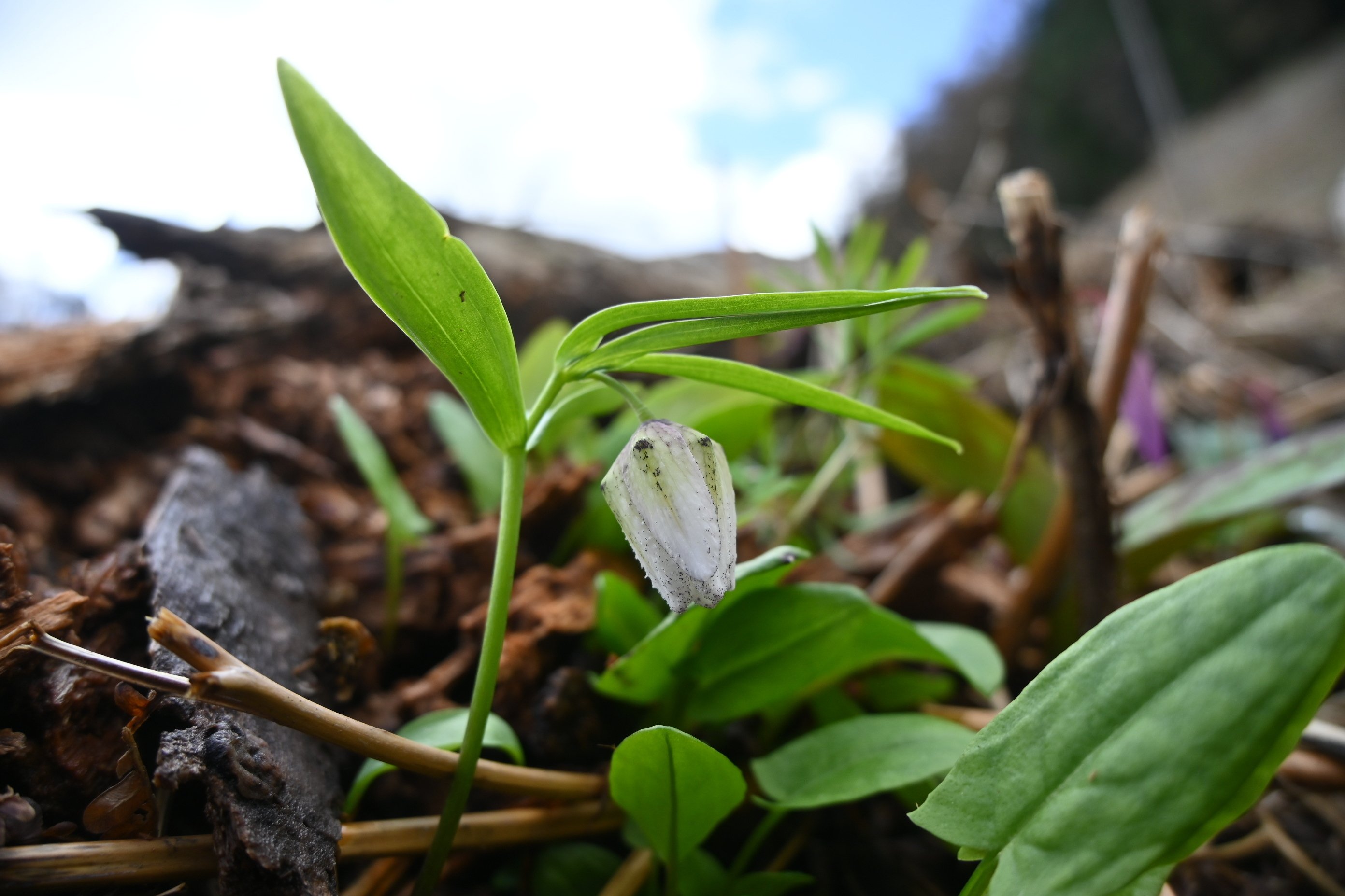 山野草・絶滅危惧種「コシノコバイモ」を探して｜郁楓庵・ikufuan.note