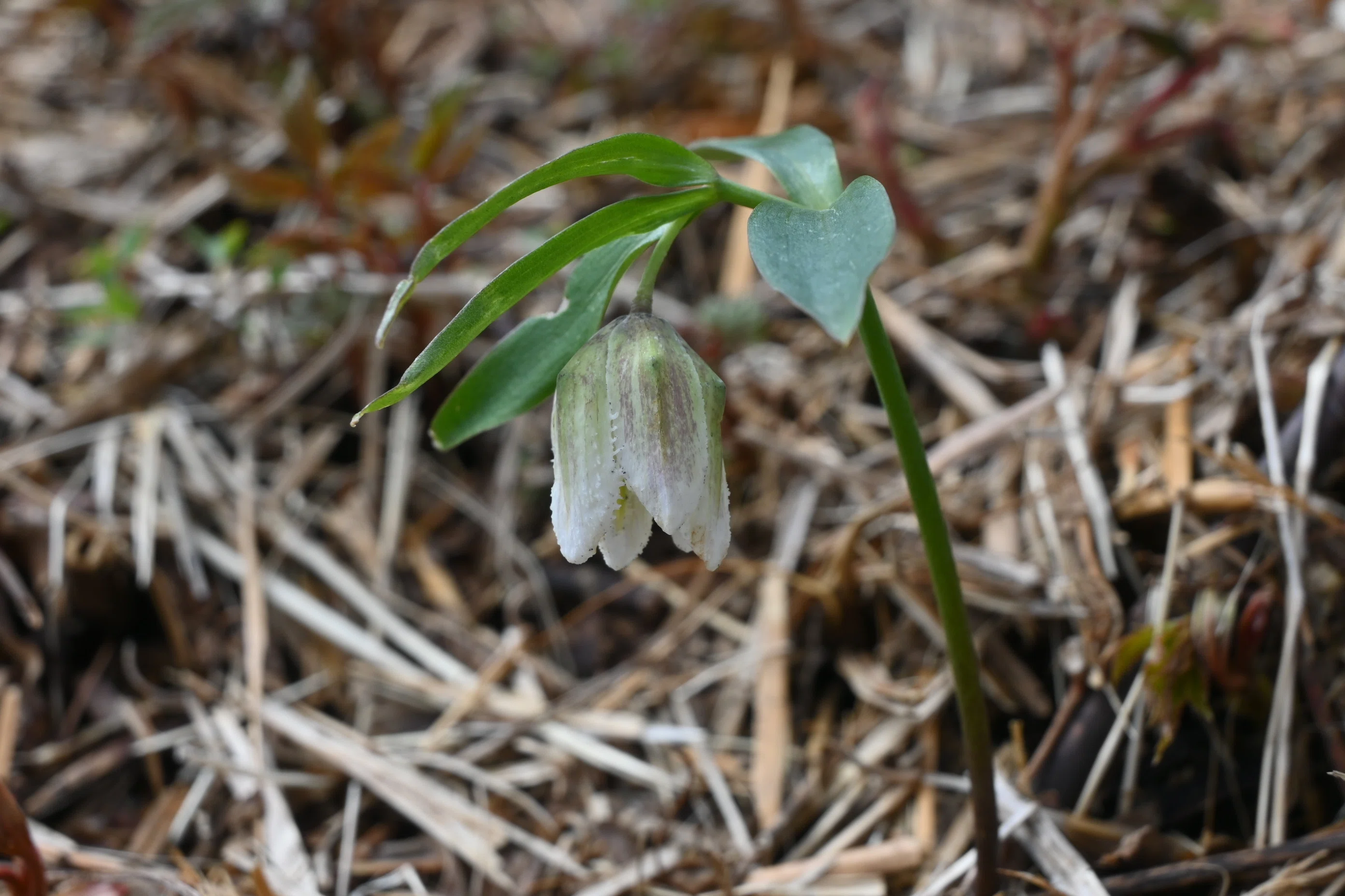 山野草・絶滅危惧種「コシノコバイモ」を探して｜郁楓庵・ikufuan.note
