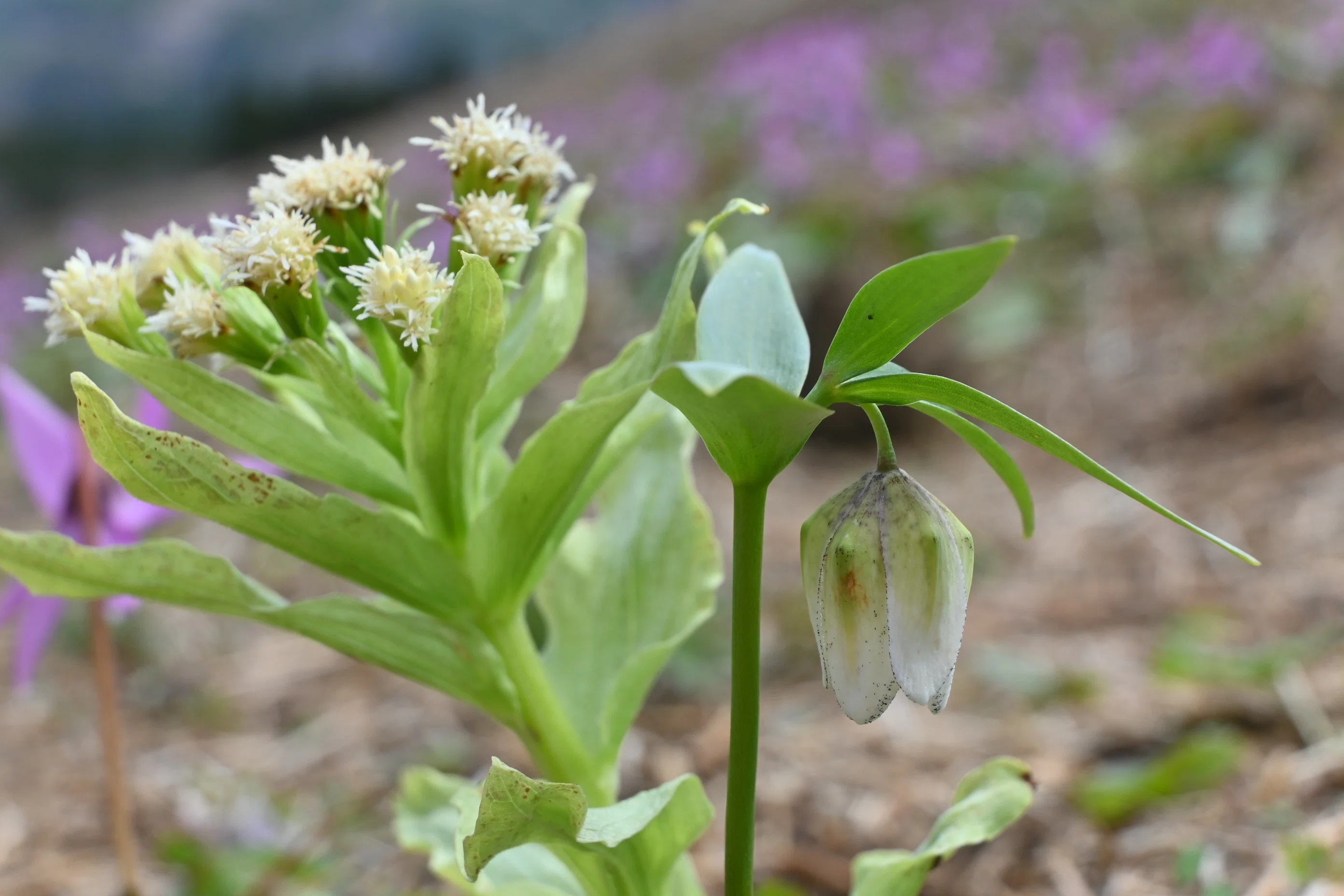 山野草・絶滅危惧種「コシノコバイモ」を探して｜郁楓庵・ikufuan.com