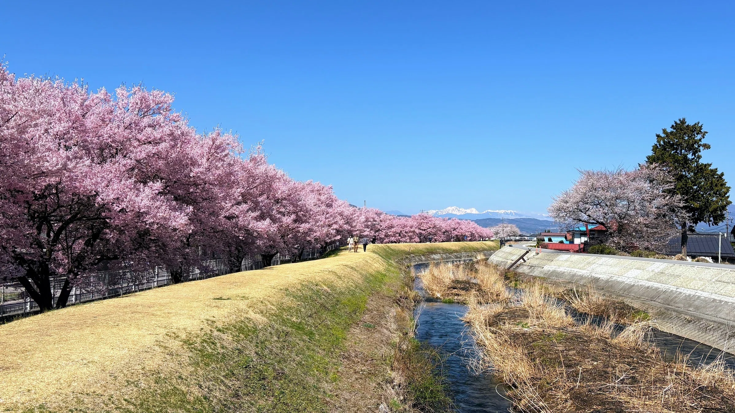 地元の桜も満開 宮川と高島城｜ういうい