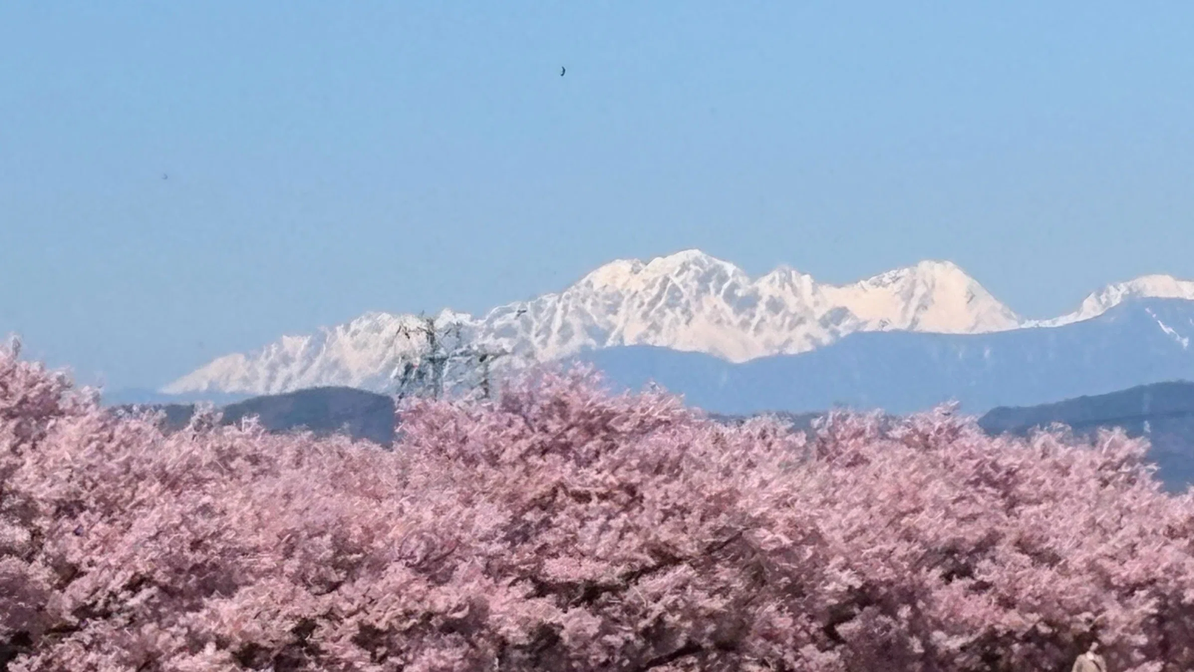 地元の桜も満開 宮川と高島城｜ういうい