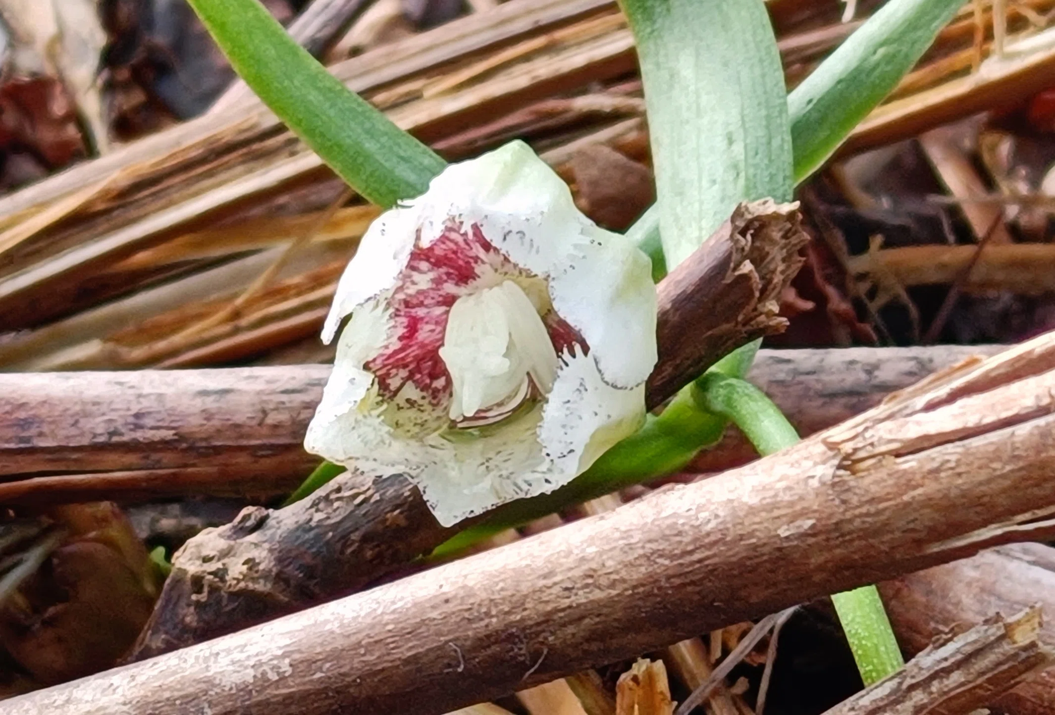 山野草・絶滅危惧種「コシノコバイモ」を探して｜郁楓庵・ikufuan.com