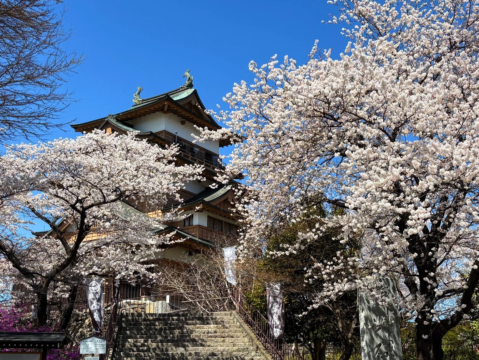 地元の桜も満開 宮川と高島城｜ういうい