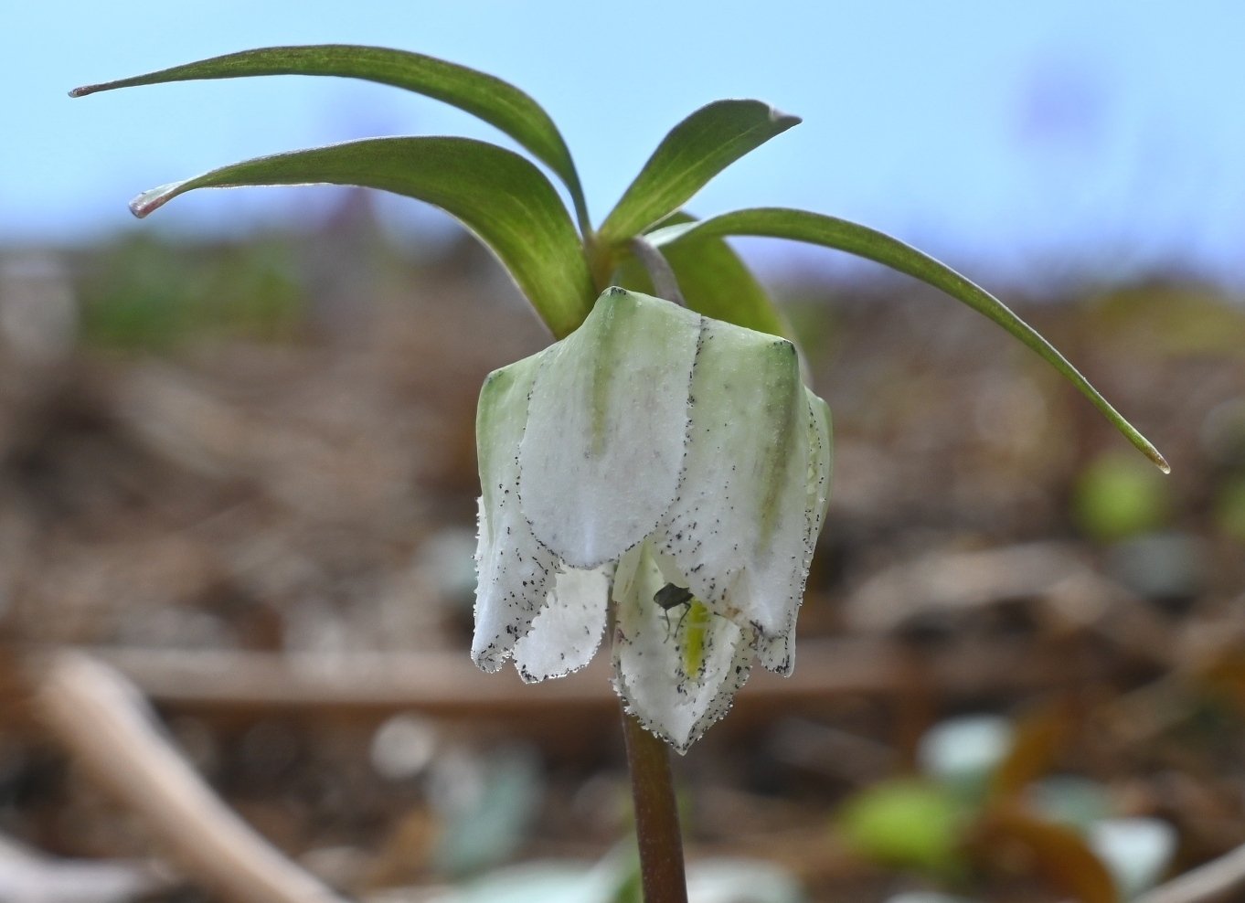山野草・絶滅危惧種「コシノコバイモ」を探して｜郁楓庵・ikufuan.note