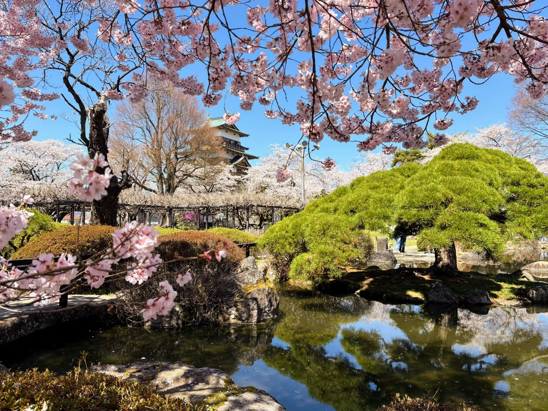 地元の桜も満開 宮川と高島城｜ういうい