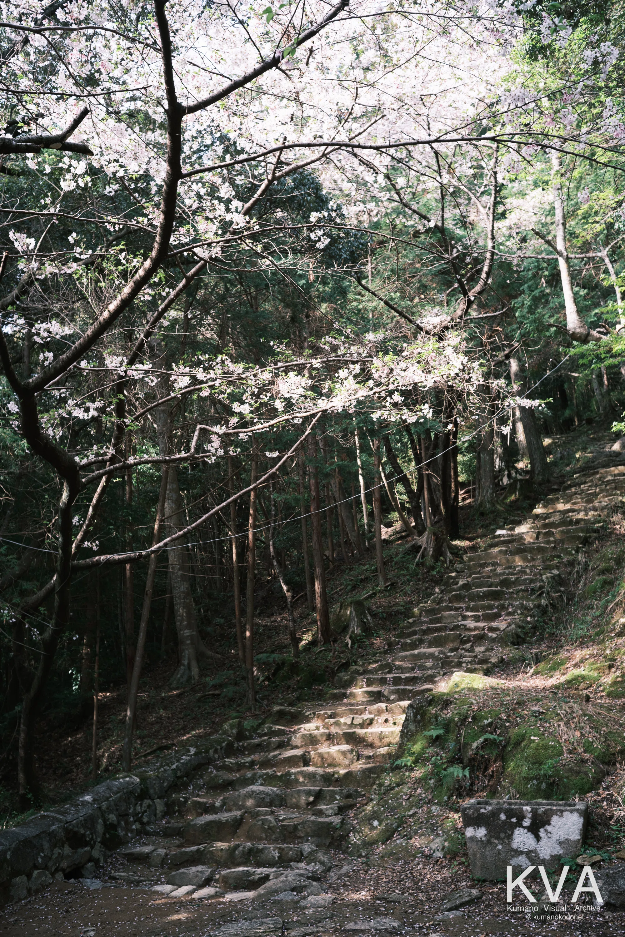 (新品66) 岩萩すだれ 27個1セット (総在庫数27個) 2026年、春。桜に彩られた神倉神社のゴトビキ岩。｜KVA | kumanokodonet