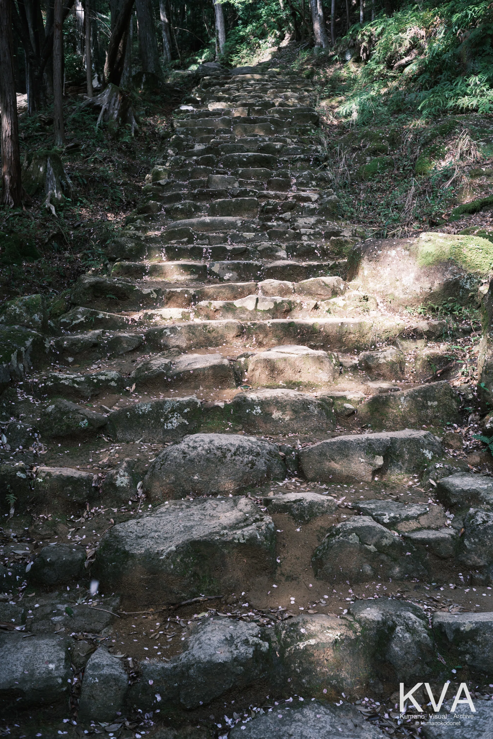 2026年、春。桜に彩られた神倉神社のゴトビキ岩。｜KVA | kumanokodonet