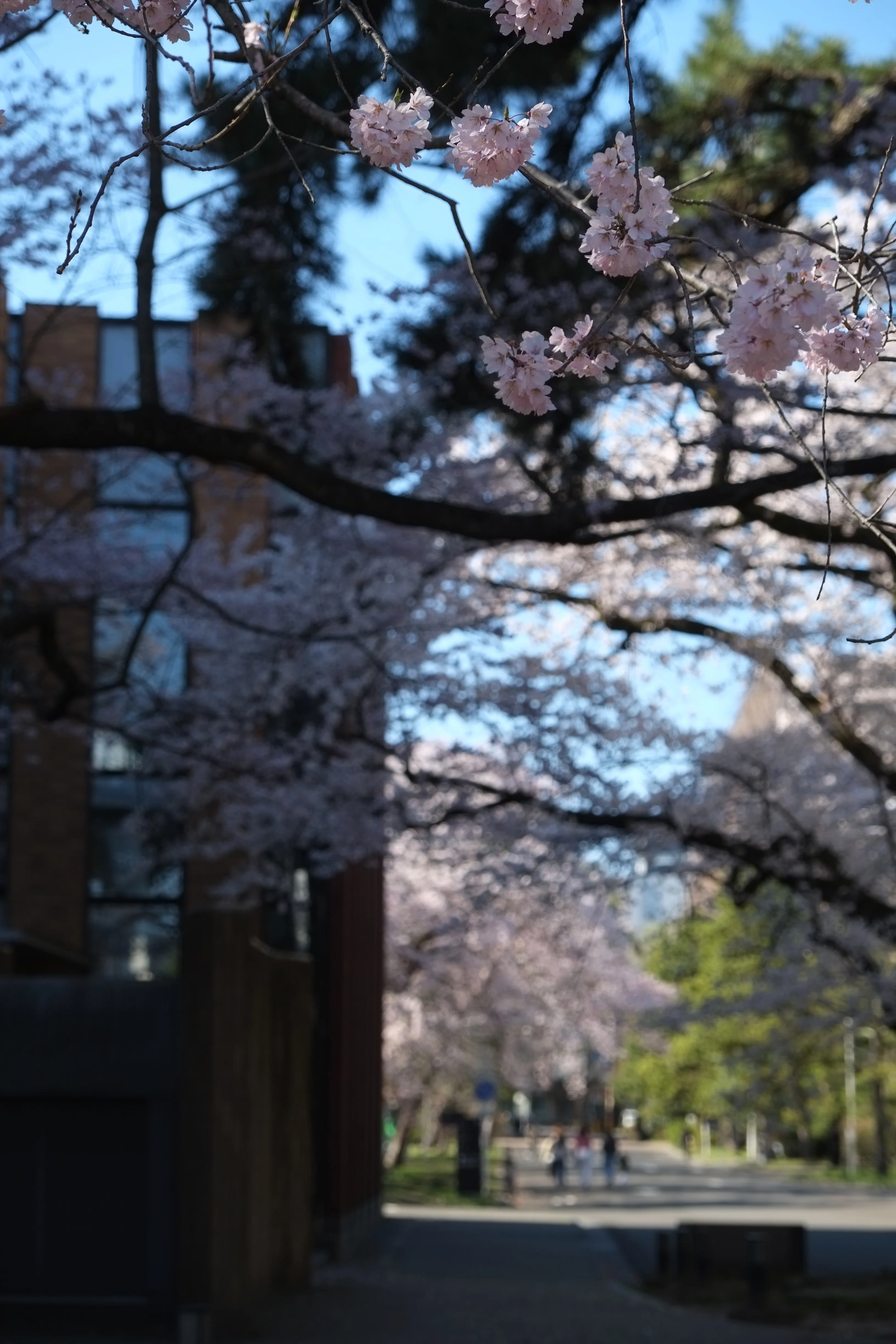 東北大学片平キャンパスの桜｜Charlie