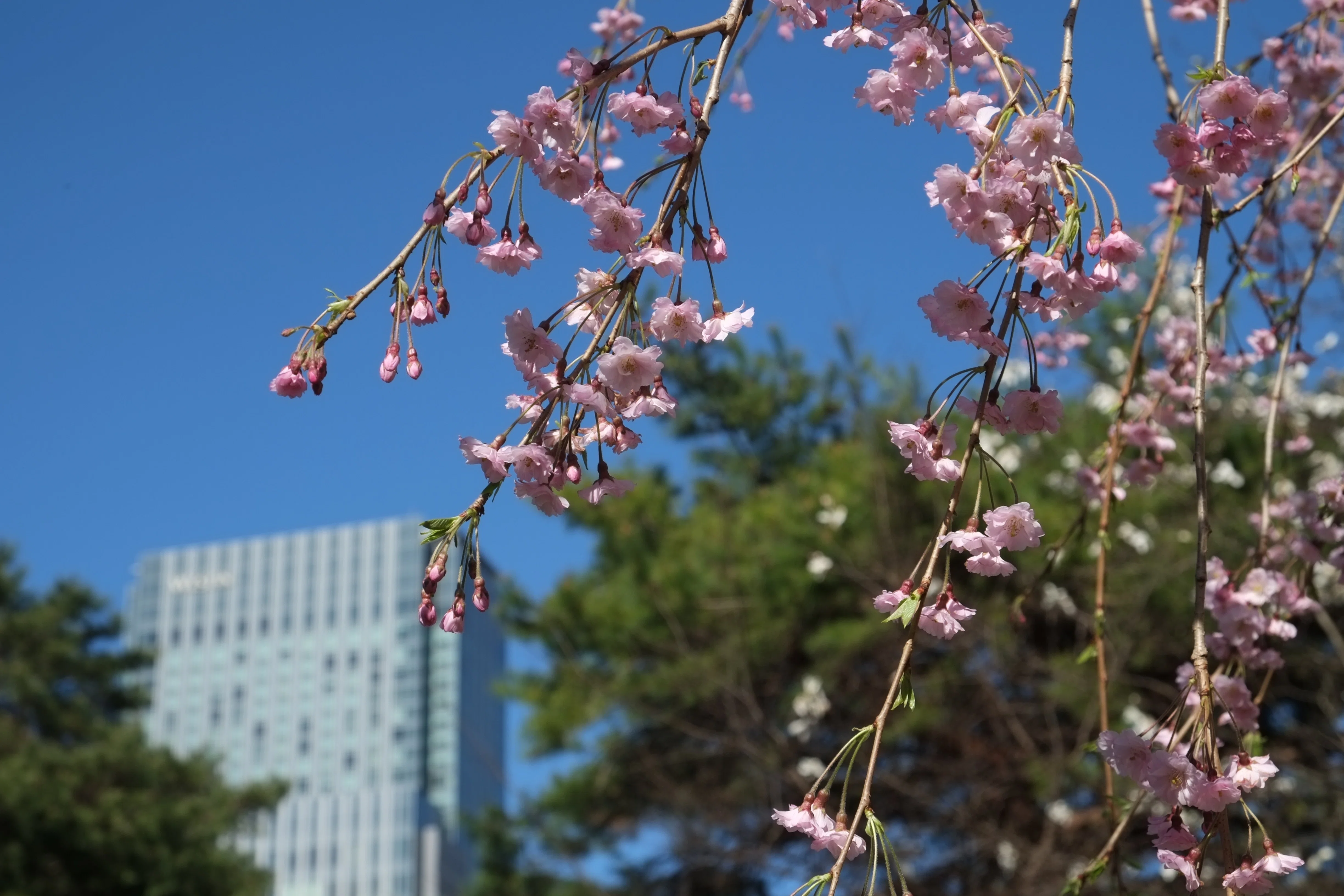 東北大学片平キャンパスの桜｜Charlie