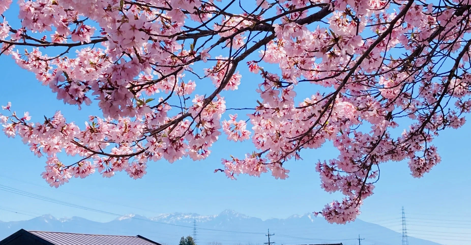 桜ページ 桜が満開となっています。