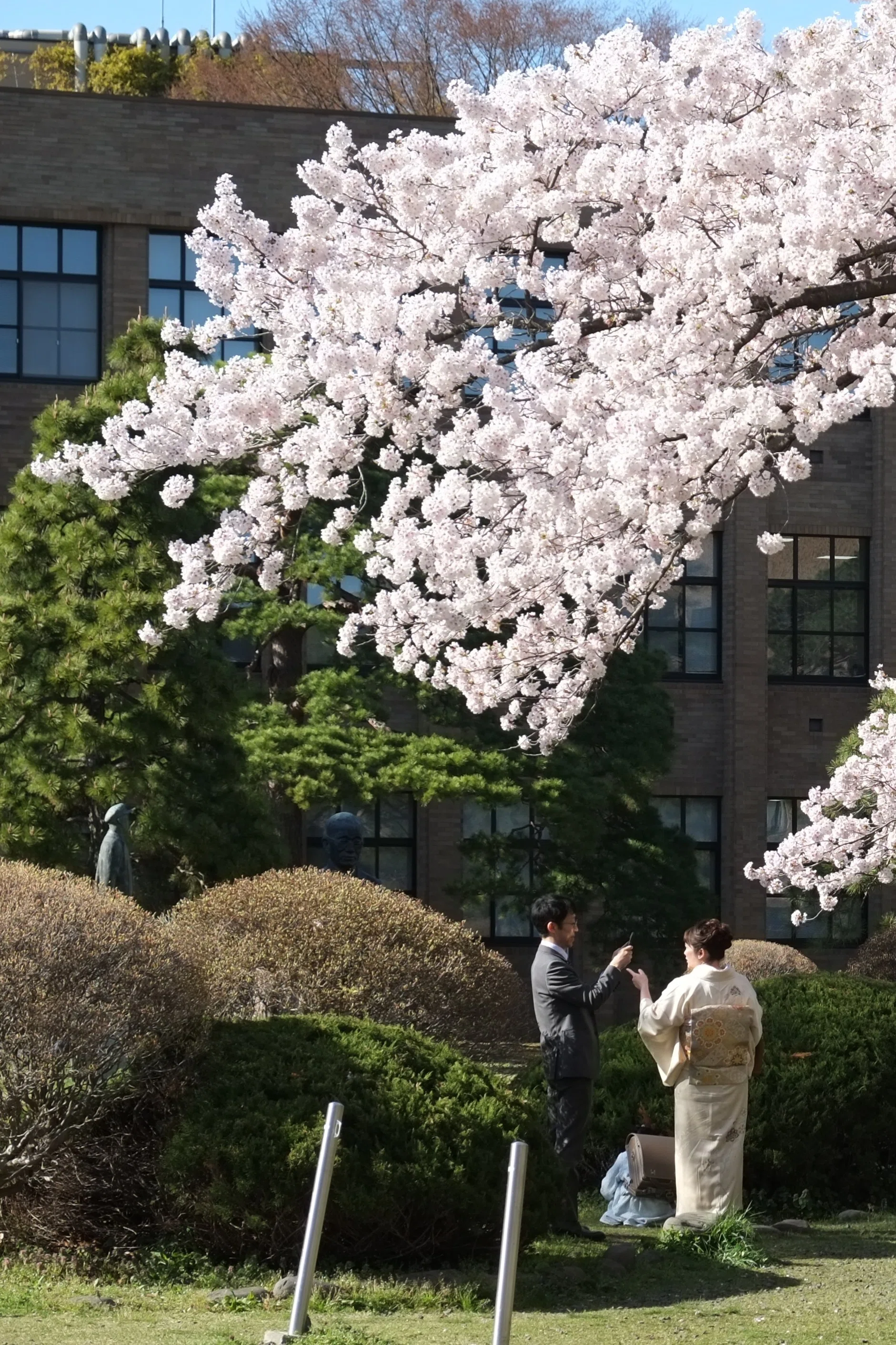 東北大学片平キャンパスの桜｜Charlie